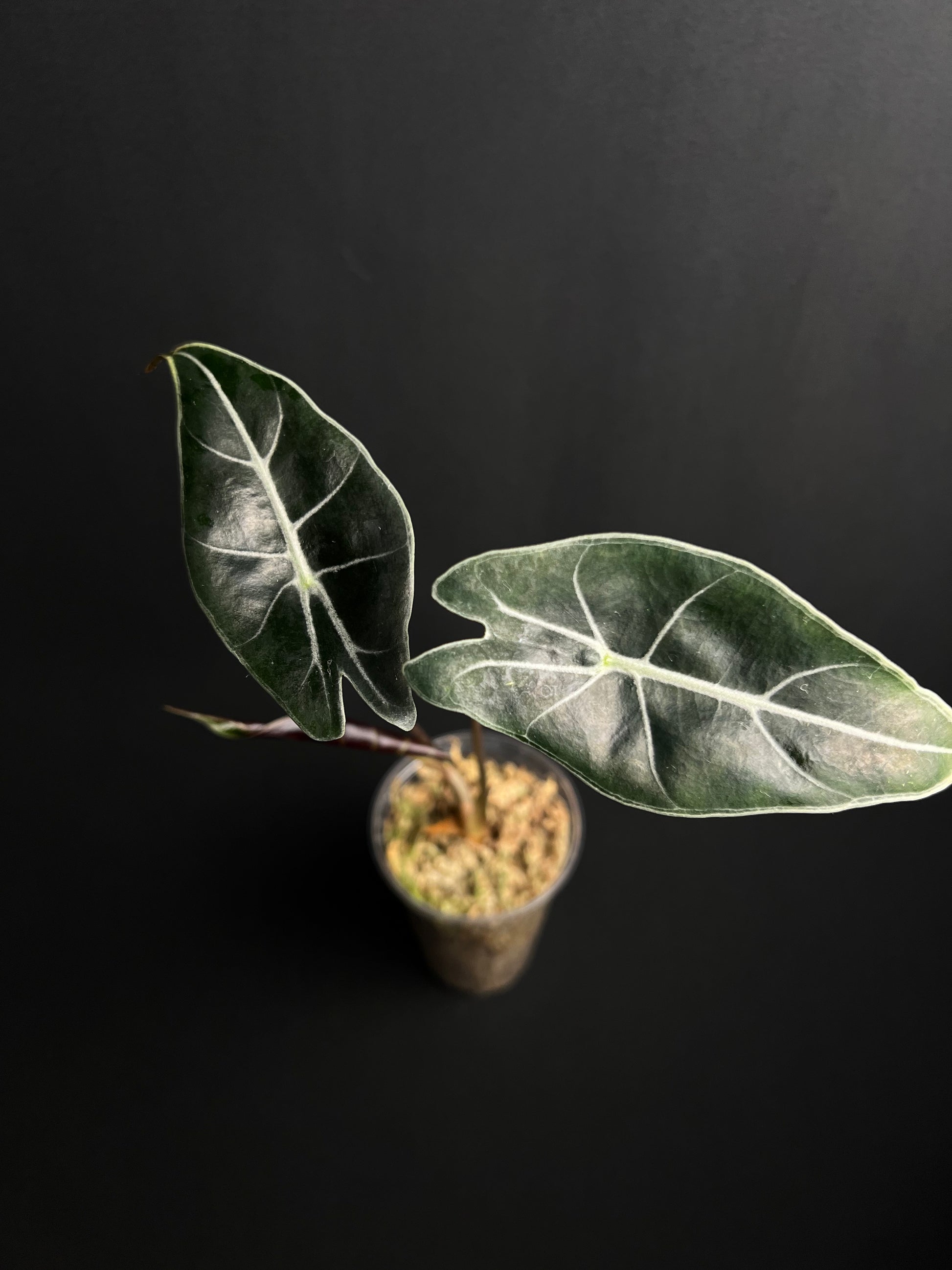 Alocasia Longiloba 'Purple Prince'