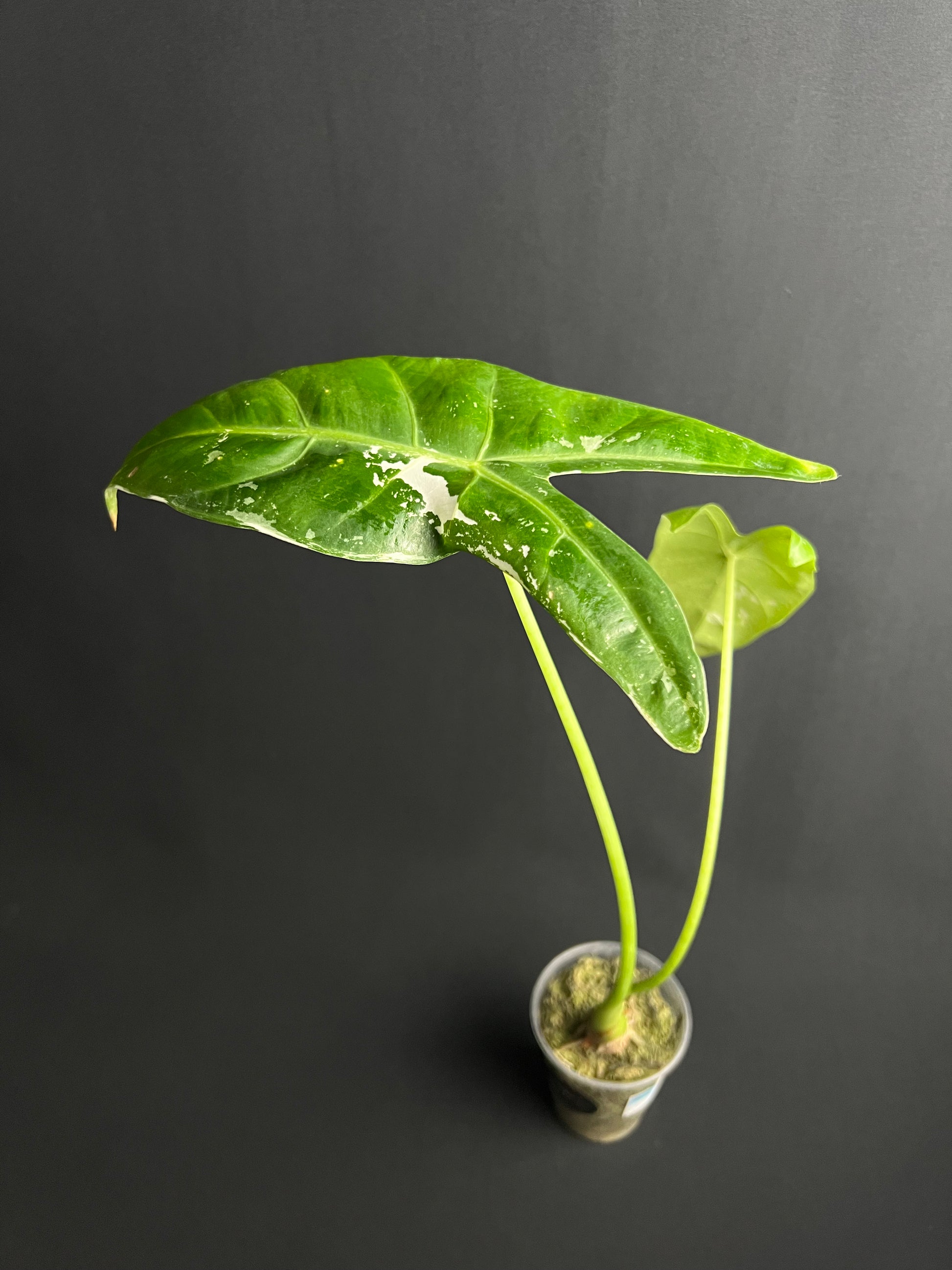 Alocasia Longiloba Albo Variegata #1