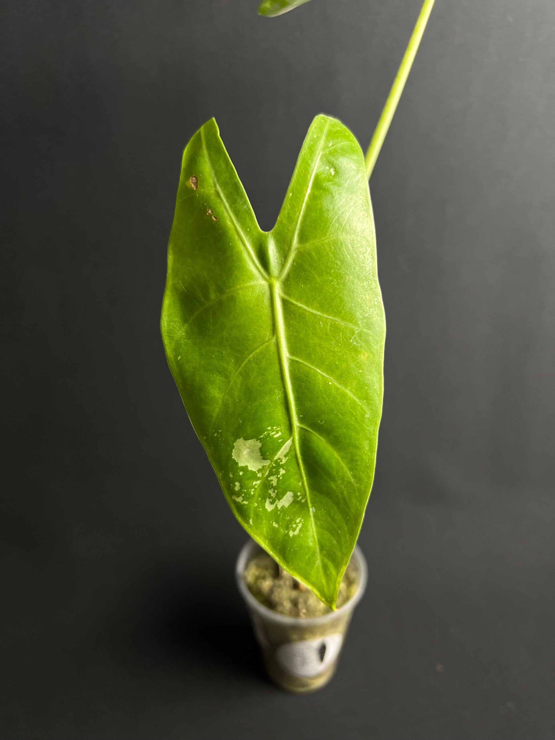 Alocasia Longiloba Albo Variegata #1