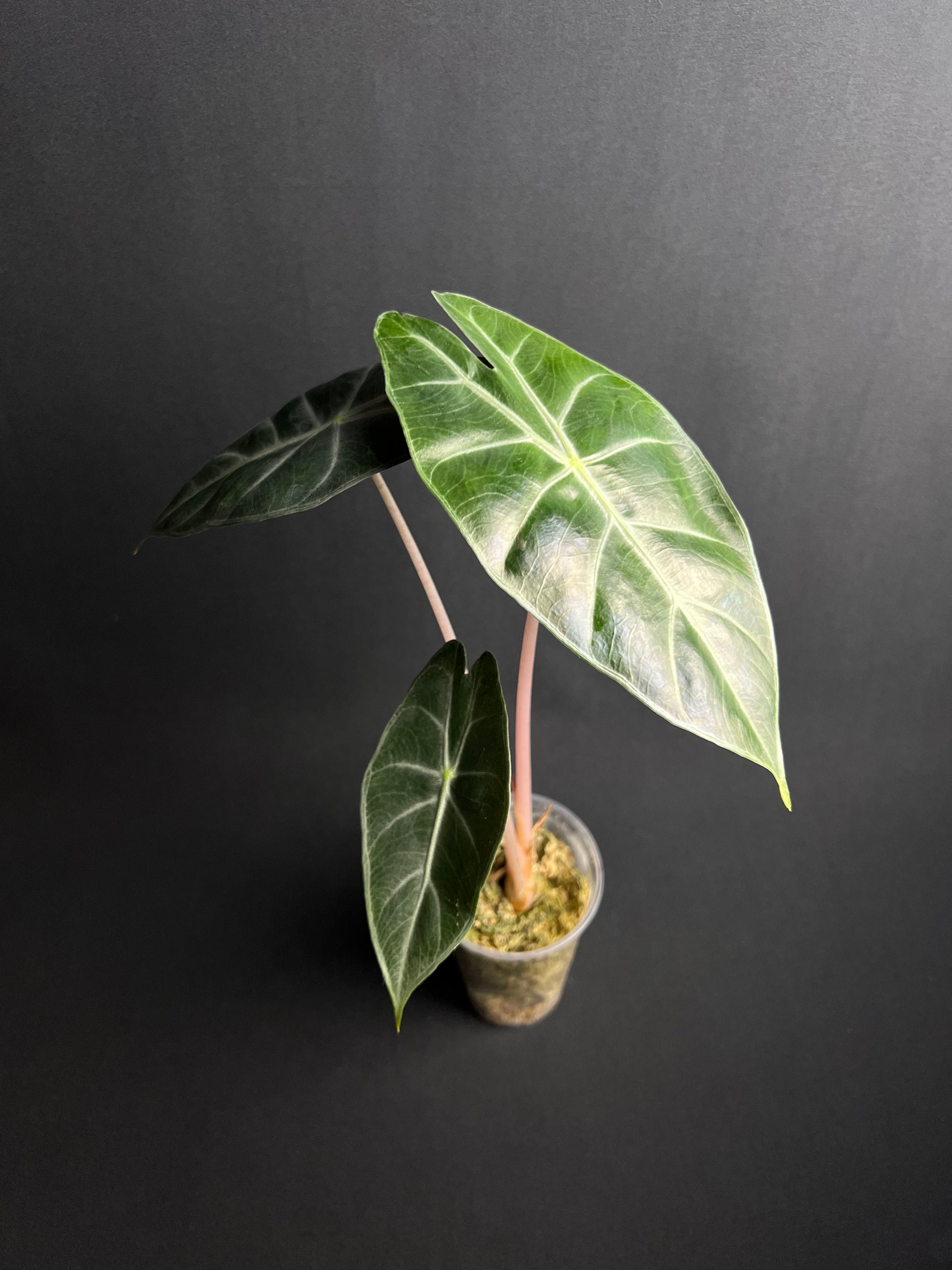 Alocasia Pink Dragon