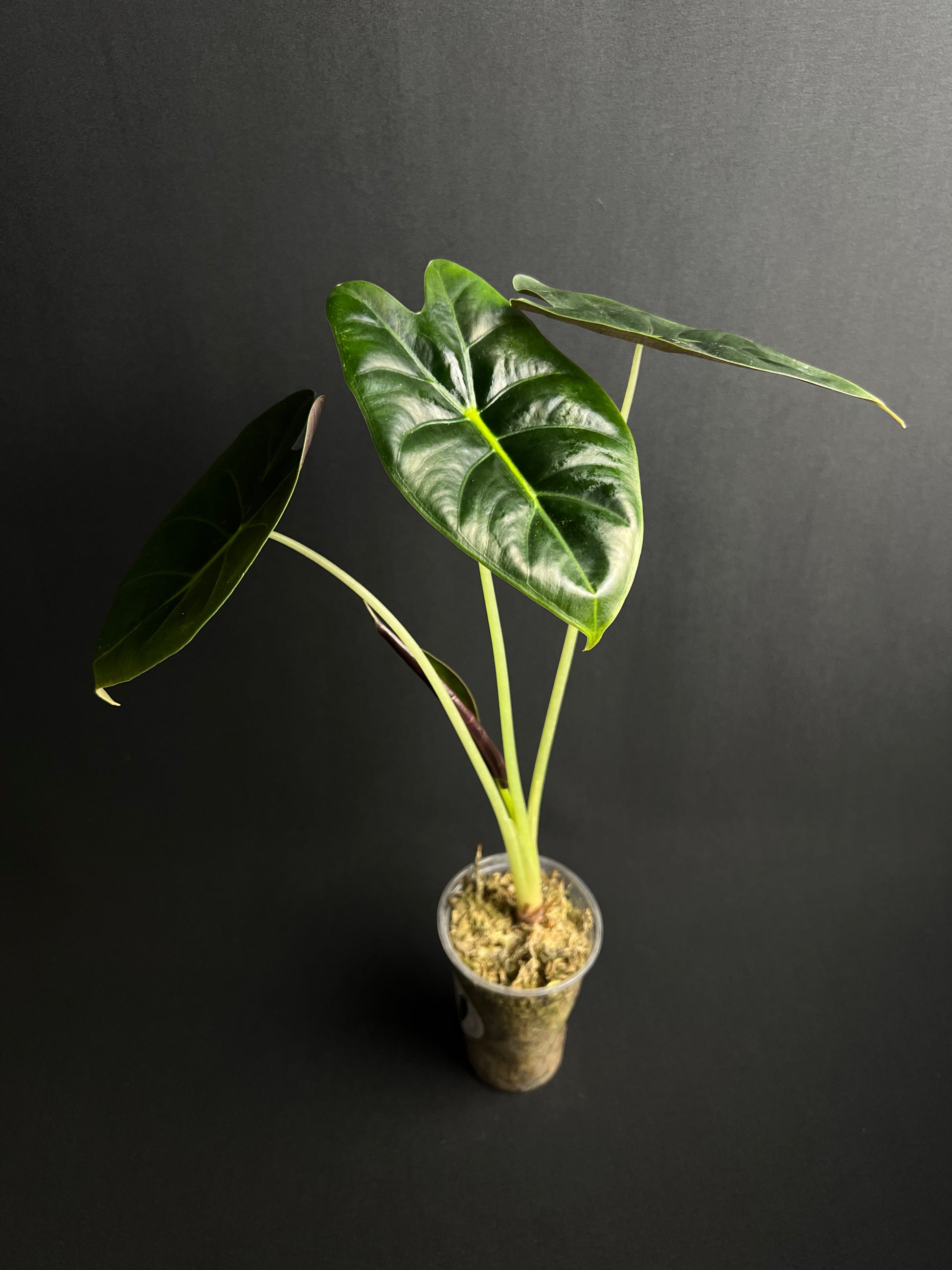Alocasia Golden Bone #1