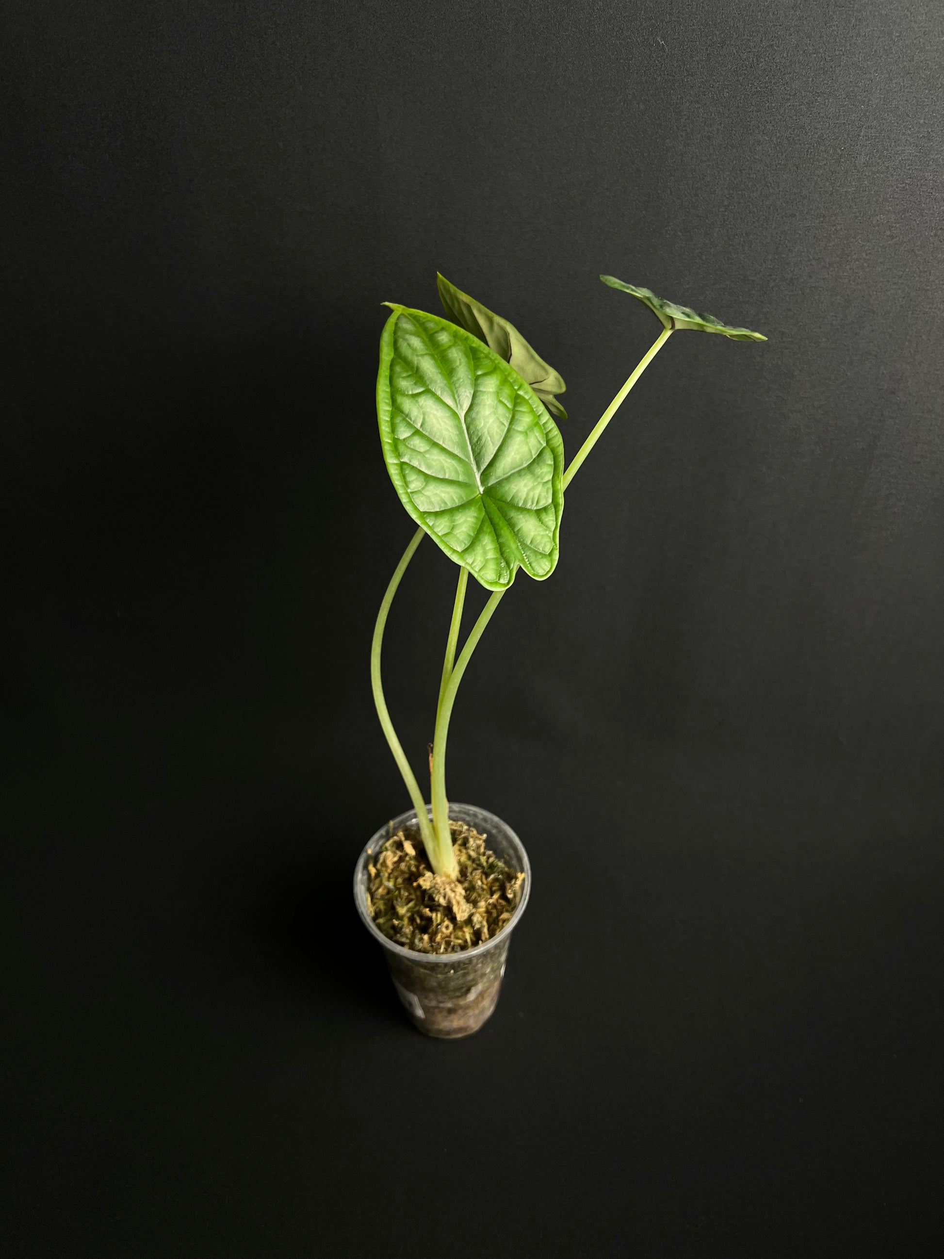 Alocasia Baginda 'Dragon Scale'