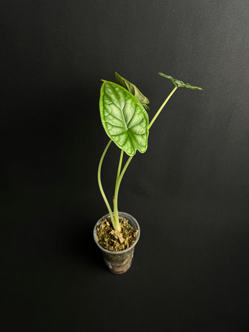 Alocasia Baginda 'Dragon Scale'