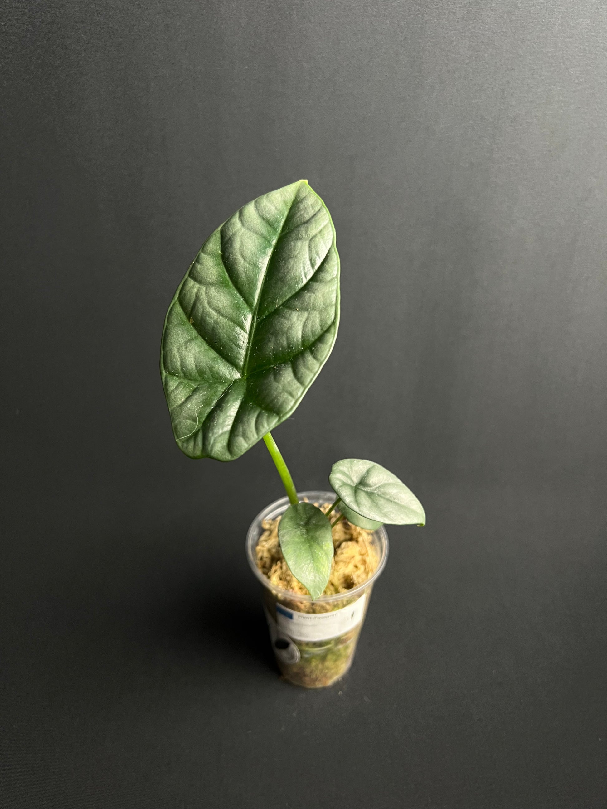 Alocasia Sinuata