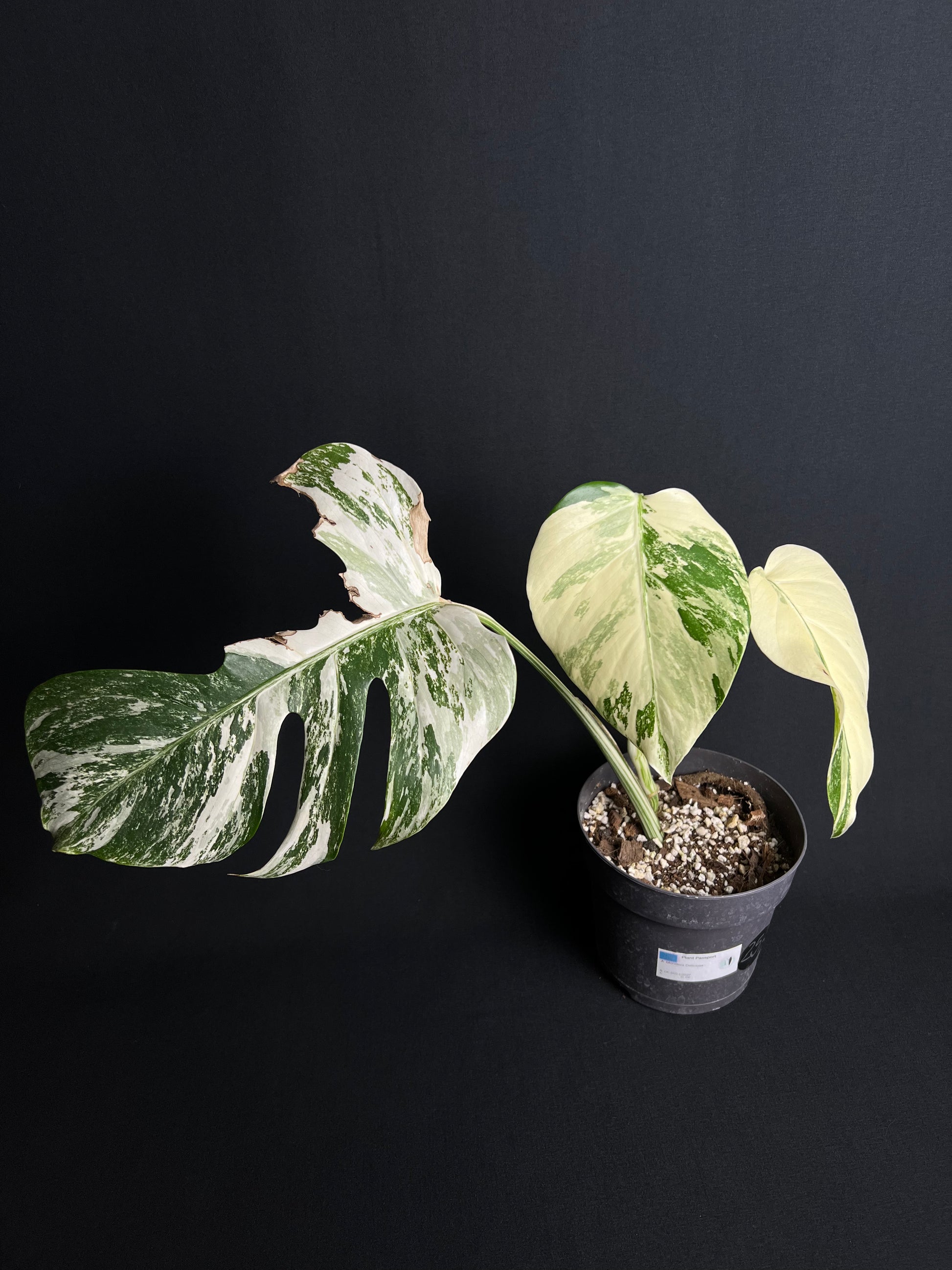 Monstera Deliciosa Albo Variegata