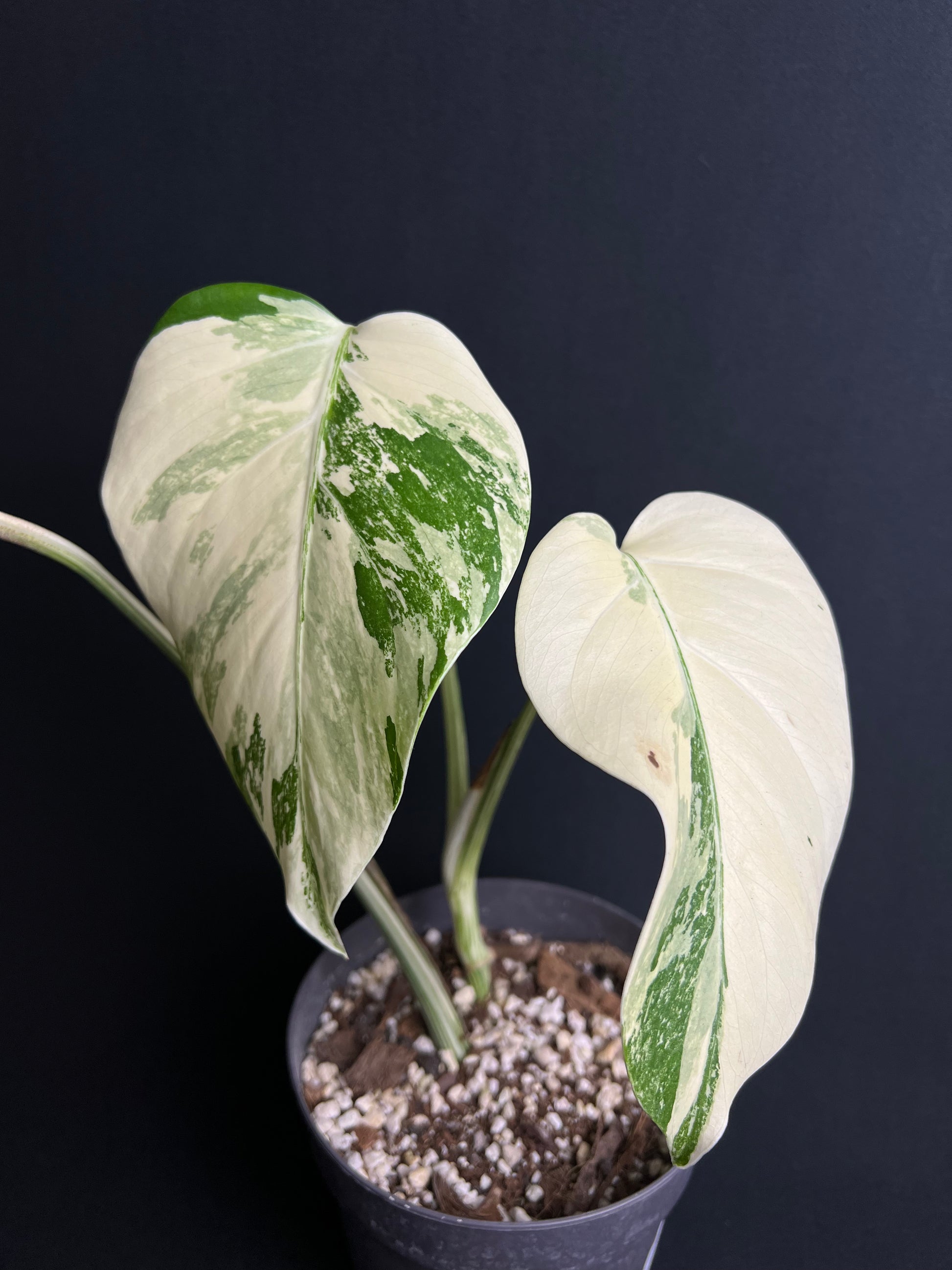 Monstera Deliciosa Albo Variegata