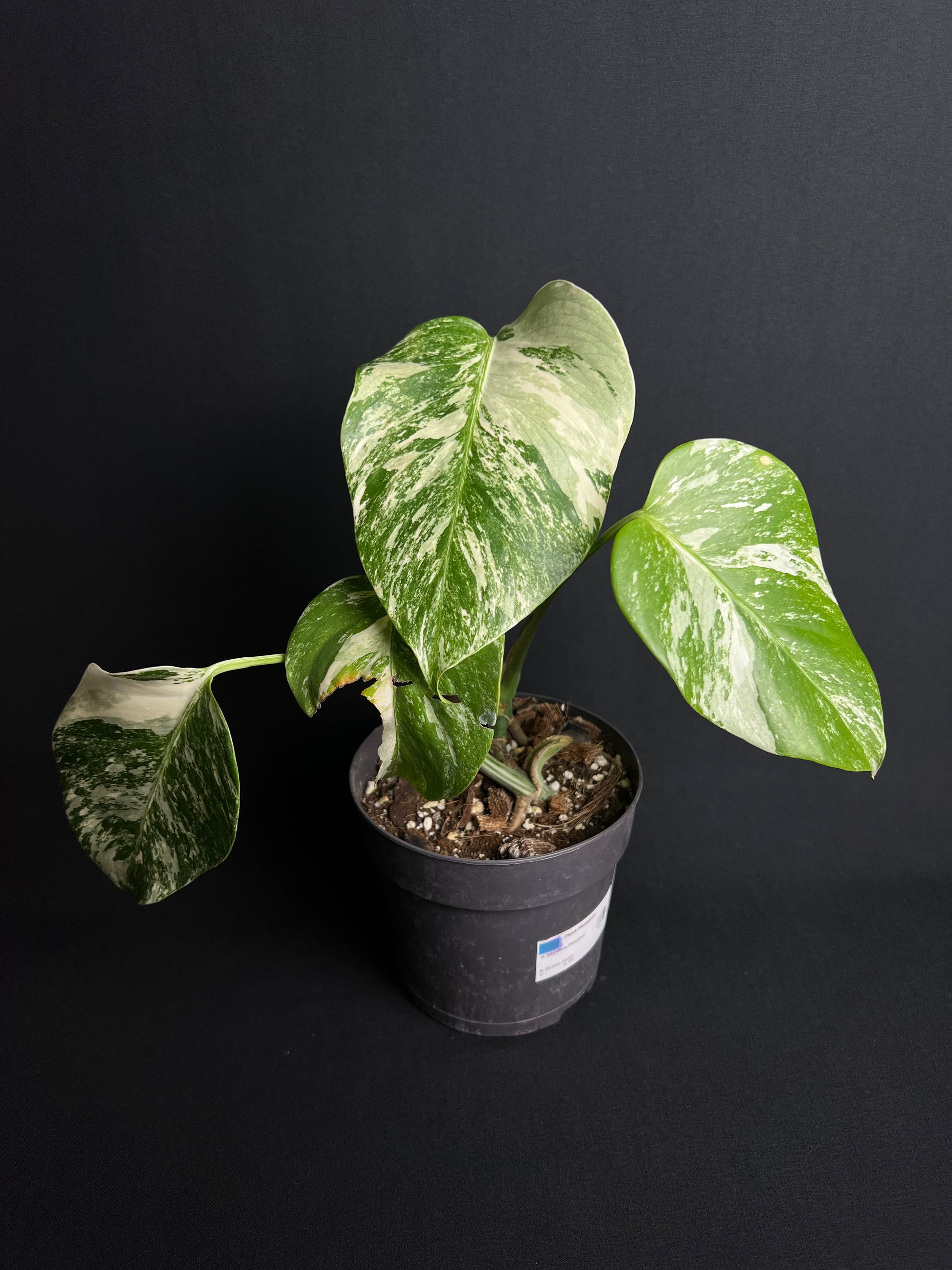 Monstera Deliciosa Albo Variegata