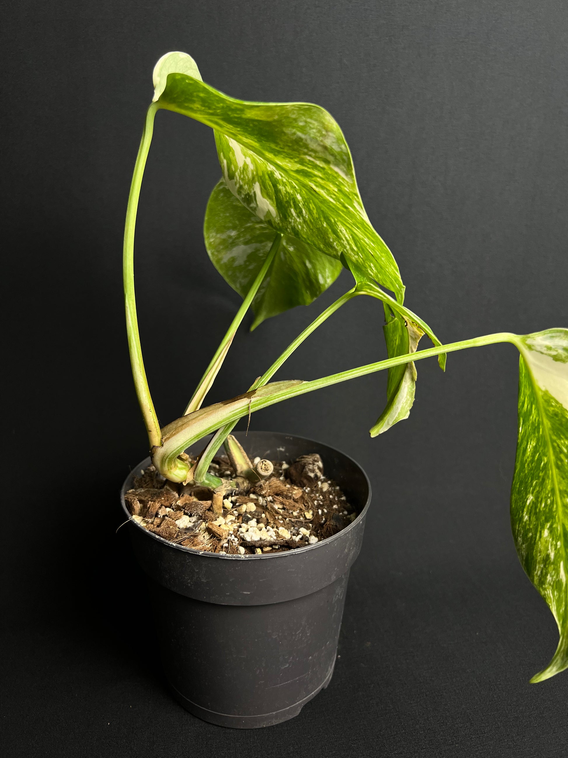 Monstera Deliciosa Albo Variegata