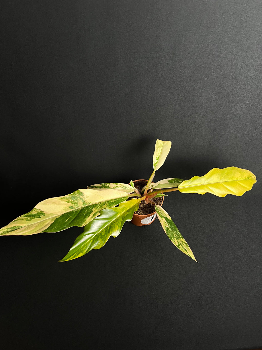 Philodendron x Serratum 'Caramel Marble'