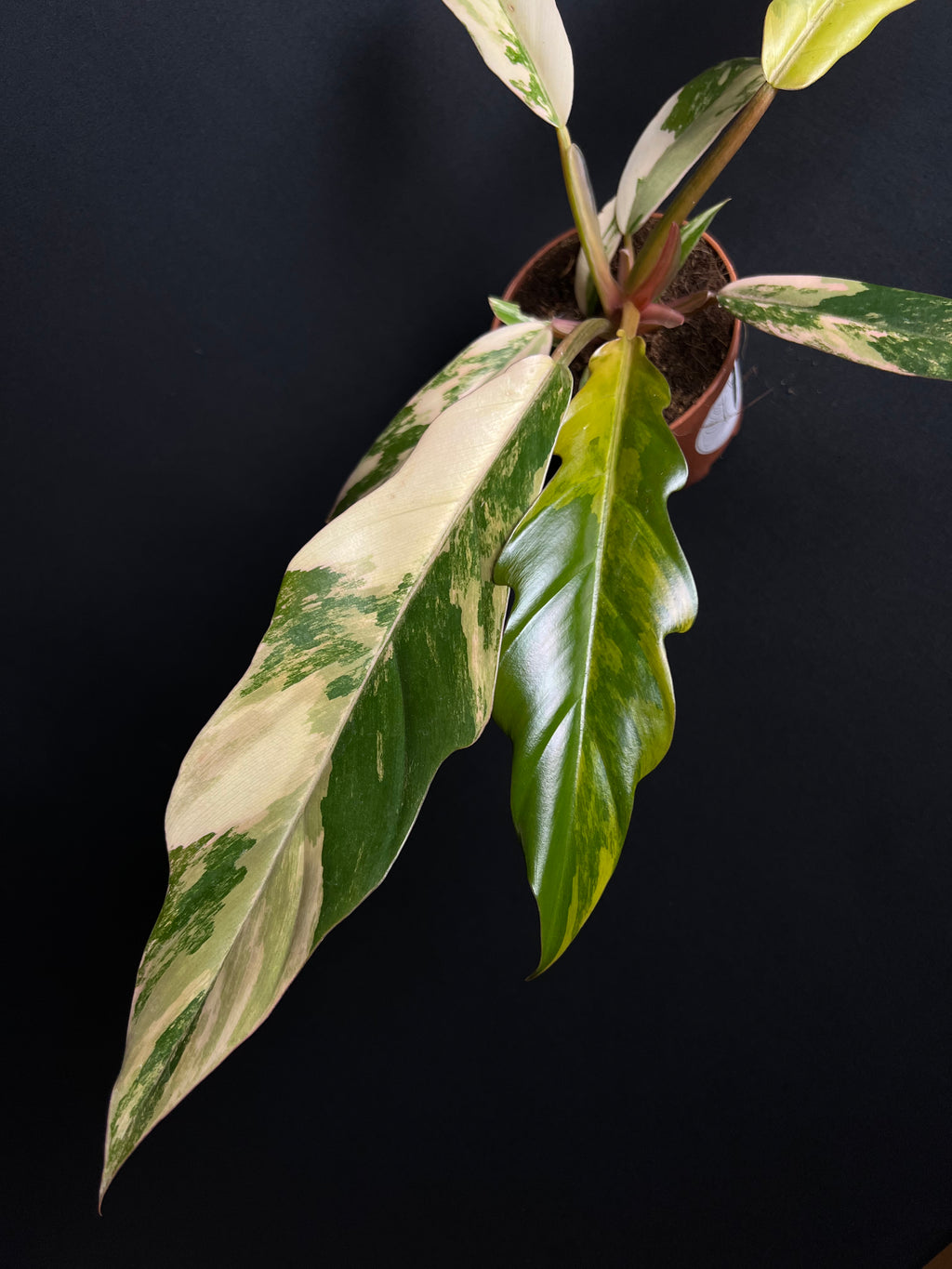 Philodendron x Serratum 'Caramel Marble'