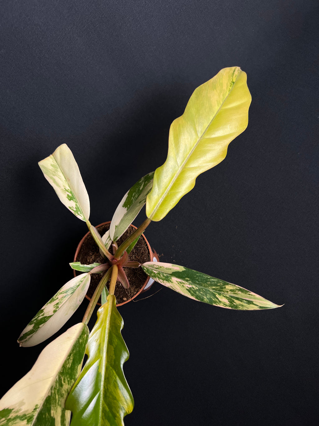 Philodendron x Serratum 'Caramel Marble'