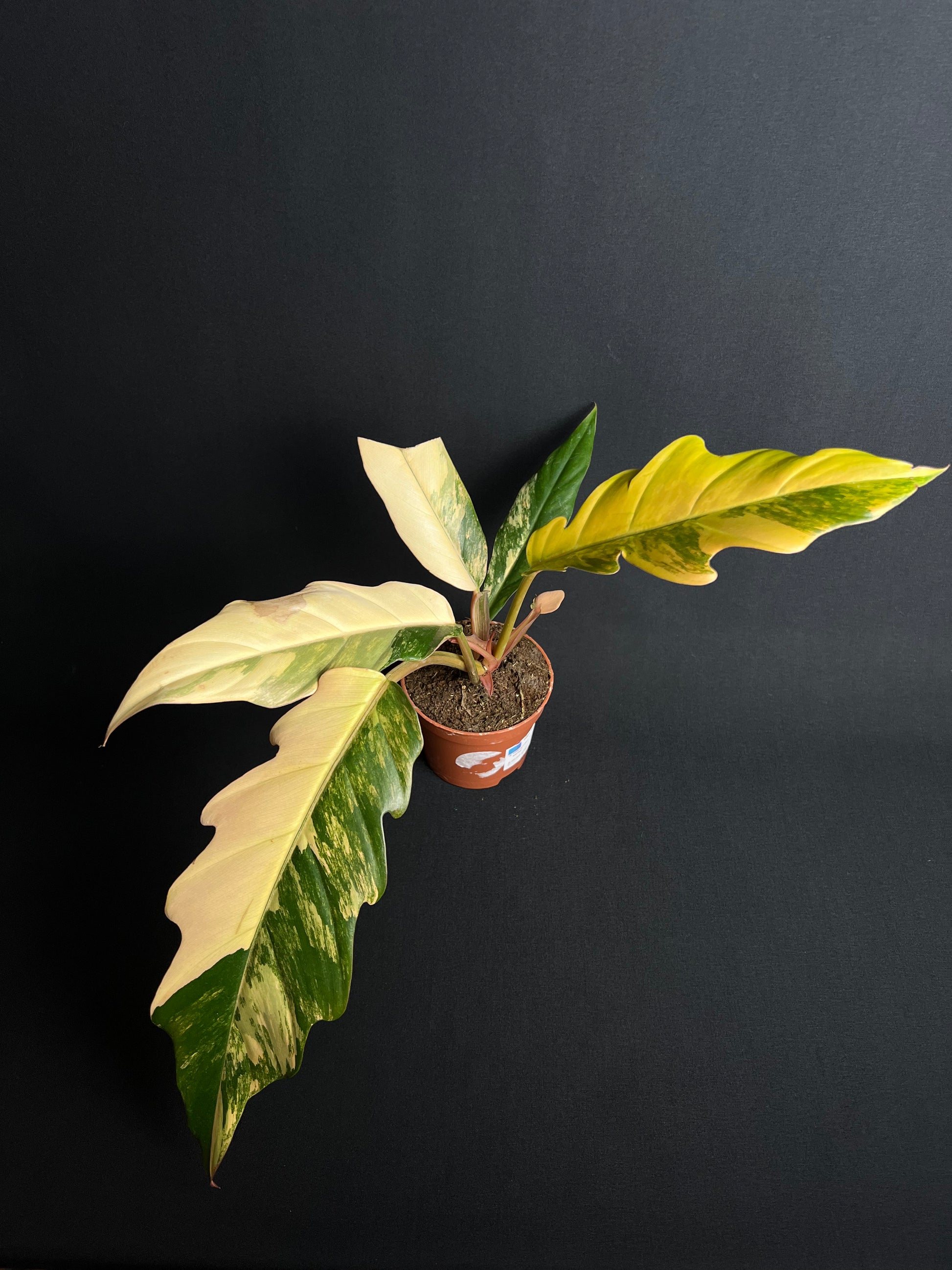 Philodendron x Serratum 'Caramel Marble'