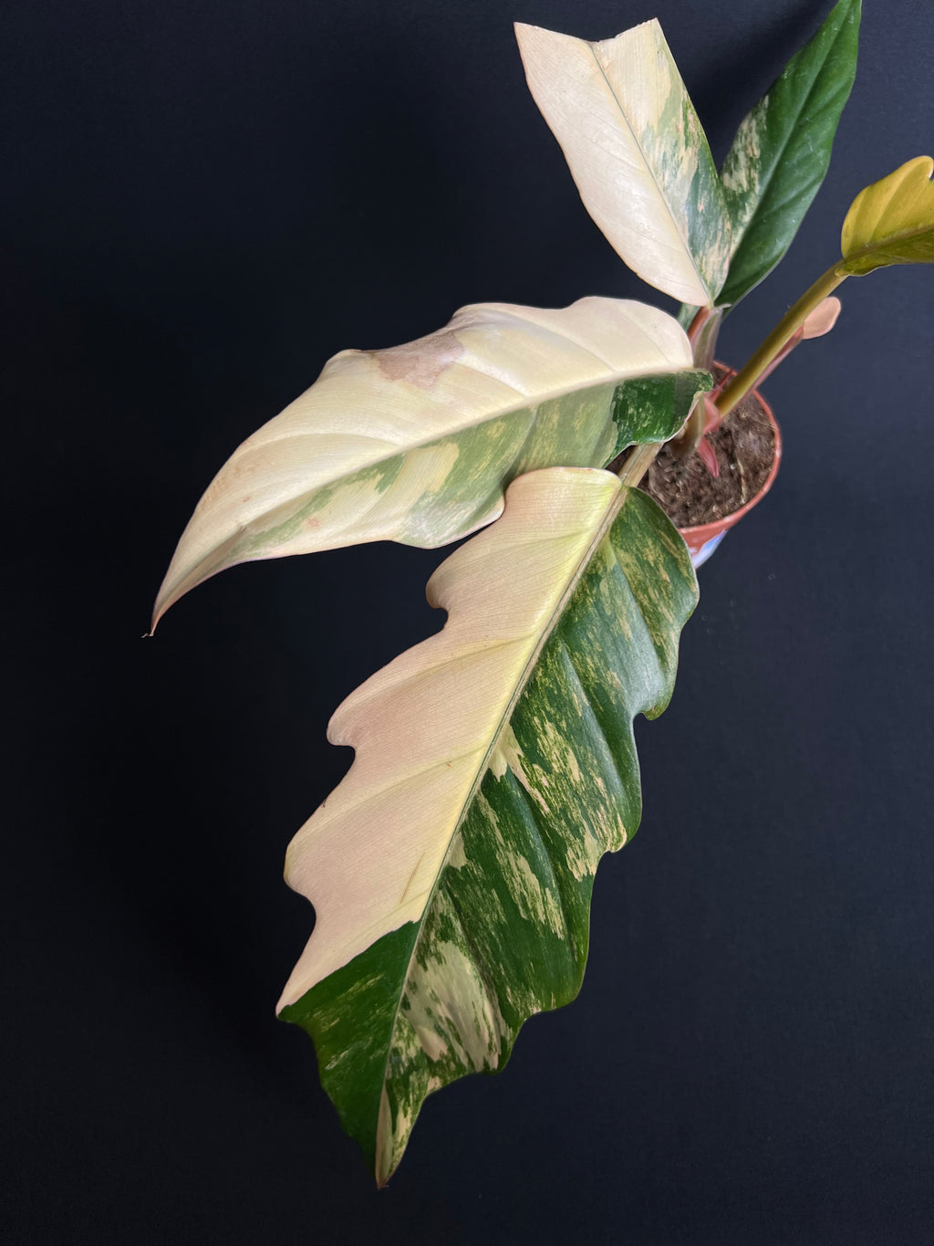 Philodendron x Serratum 'Caramel Marble'