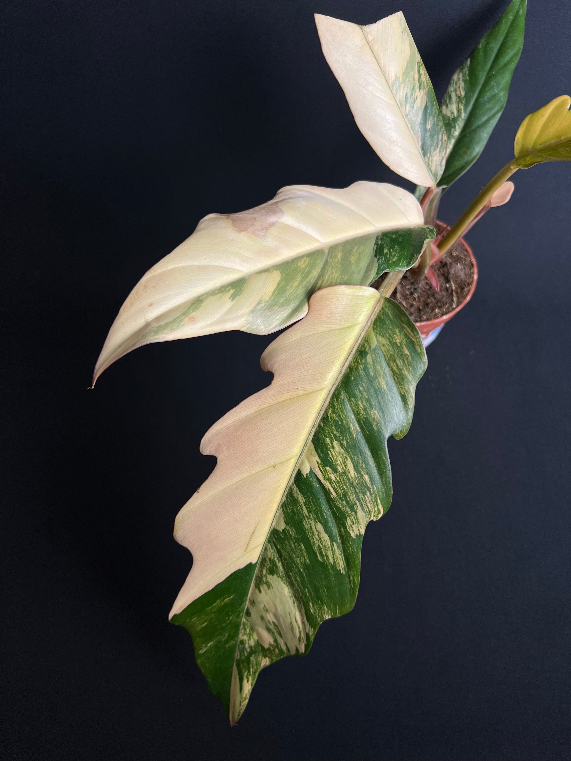 Philodendron x Serratum 'Caramel Marble'