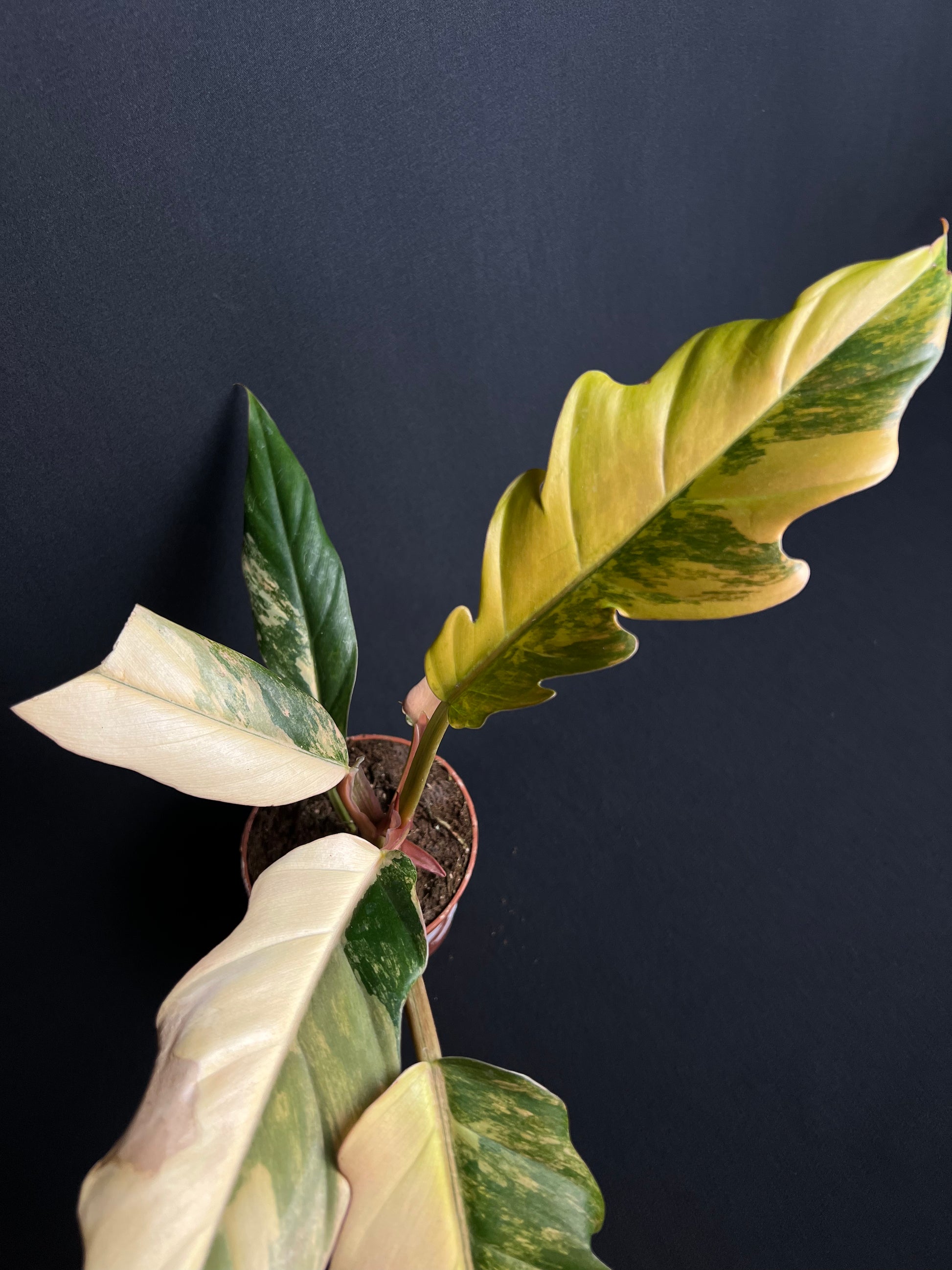 Philodendron x Serratum 'Caramel Marble'