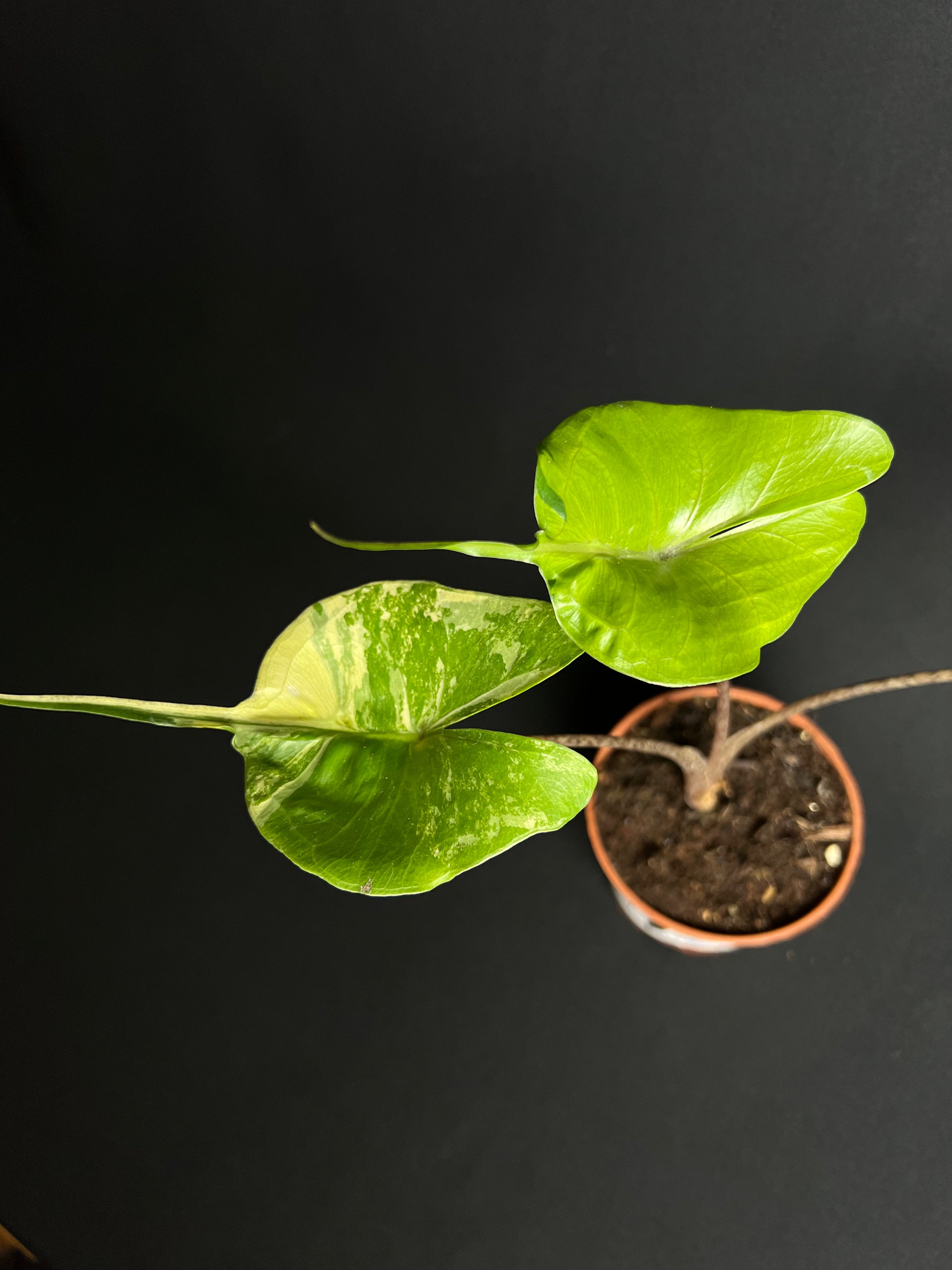 Alocasia Macrorrhizos 'Stingray' Aurea Variegata #1