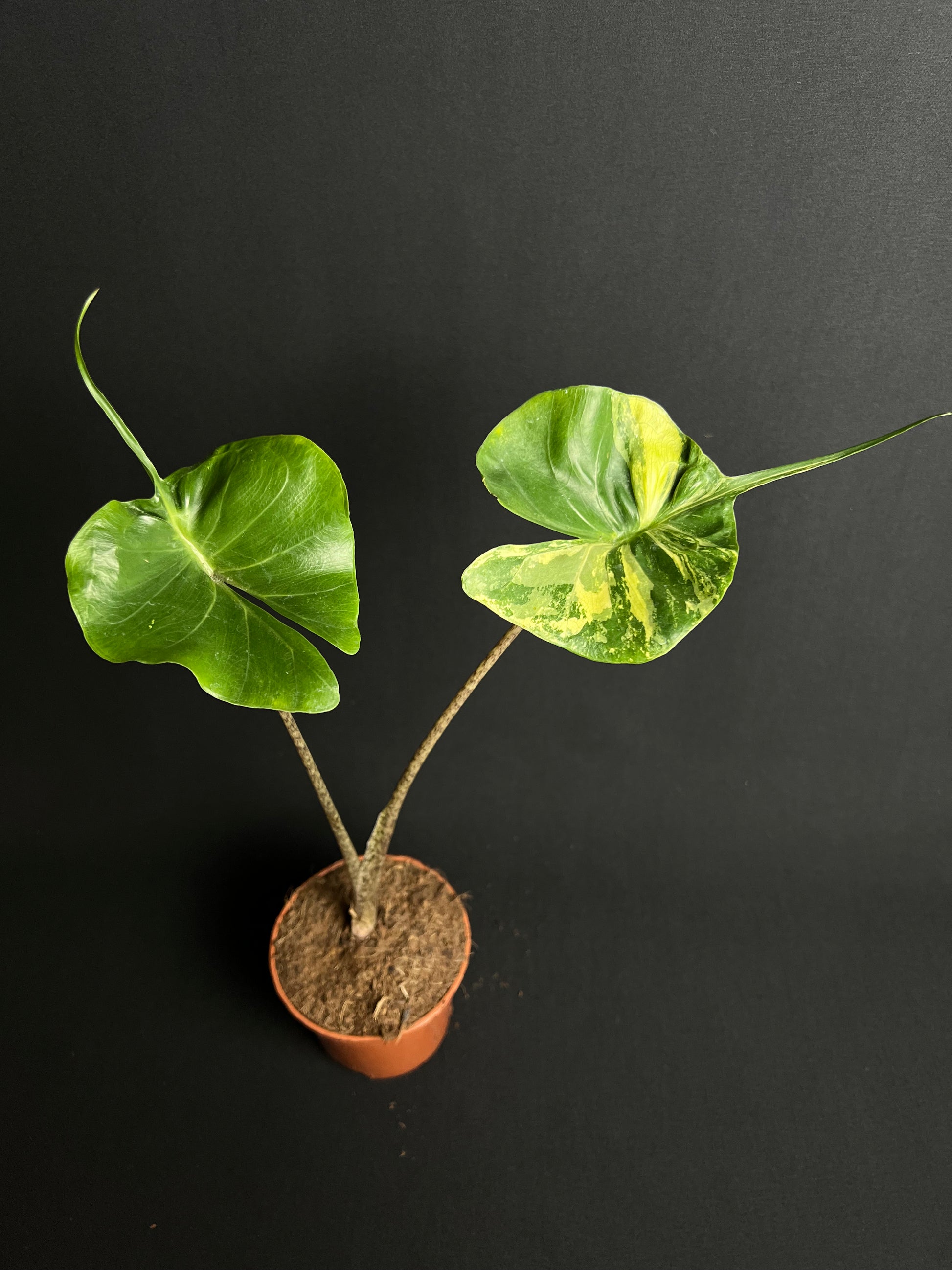 Alocasia Macrorrhizos 'Stingray' Aurea Variegata #2