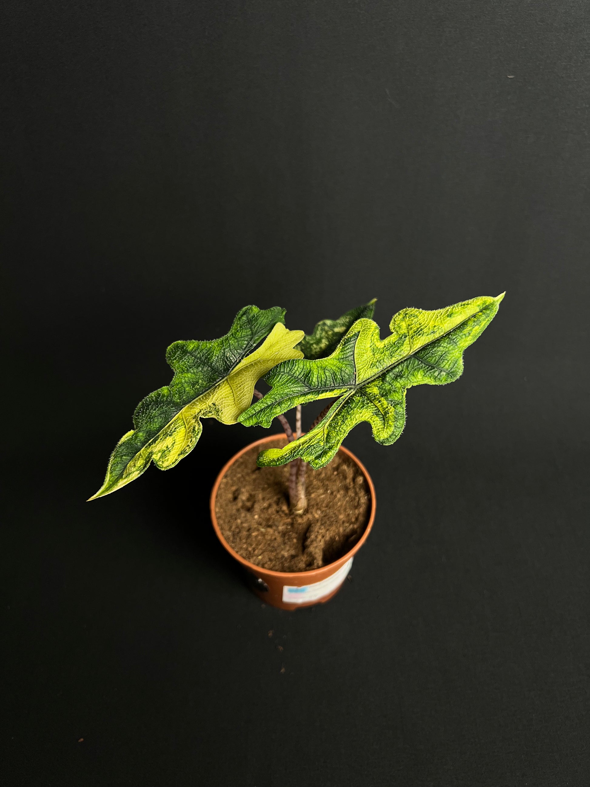 Alocasia Tandurusa 'Jacklyn' Aurea Variegata #1