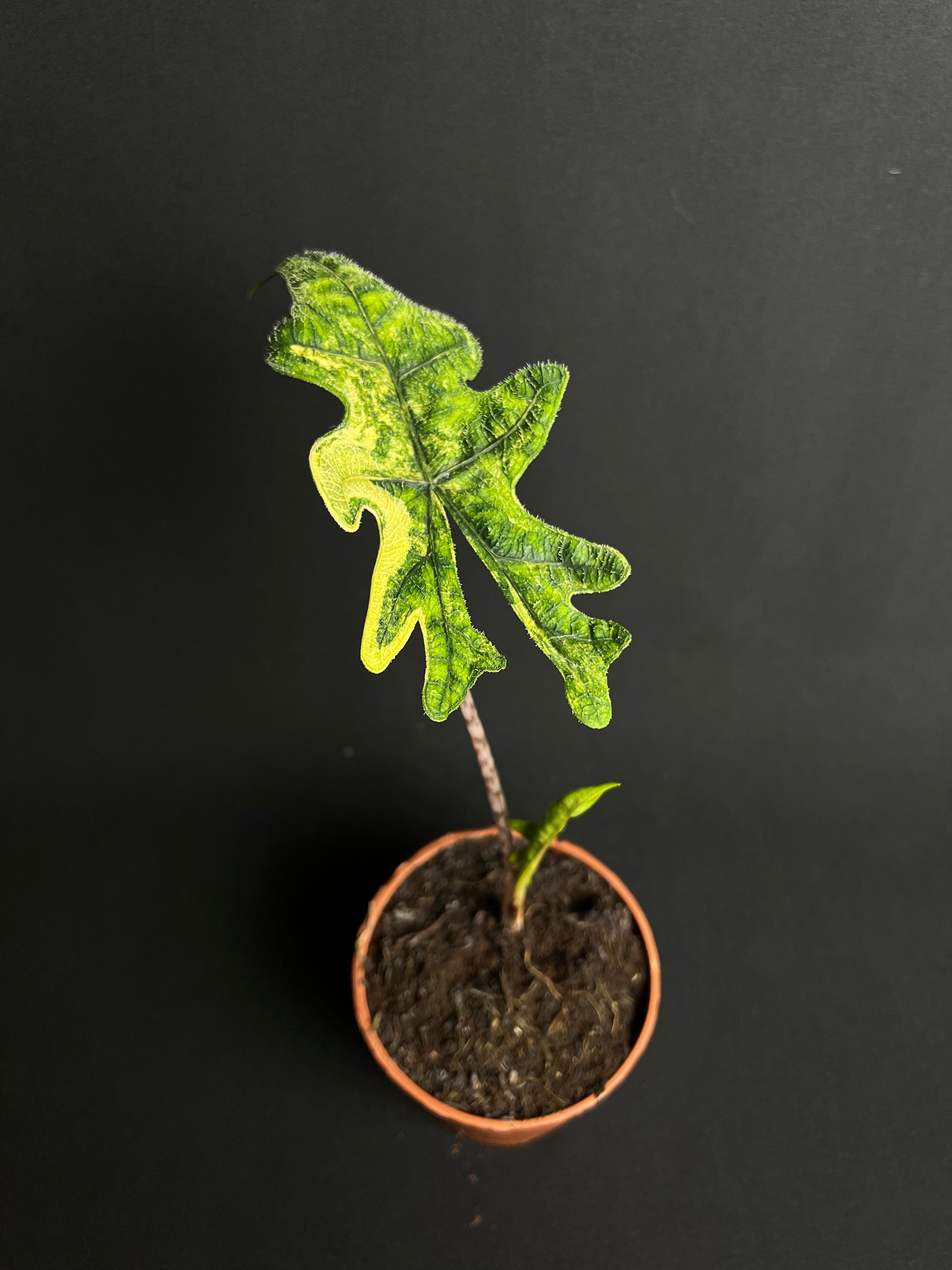 Alocasia Tandurusa 'Jacklyn' Aurea Variegata #2