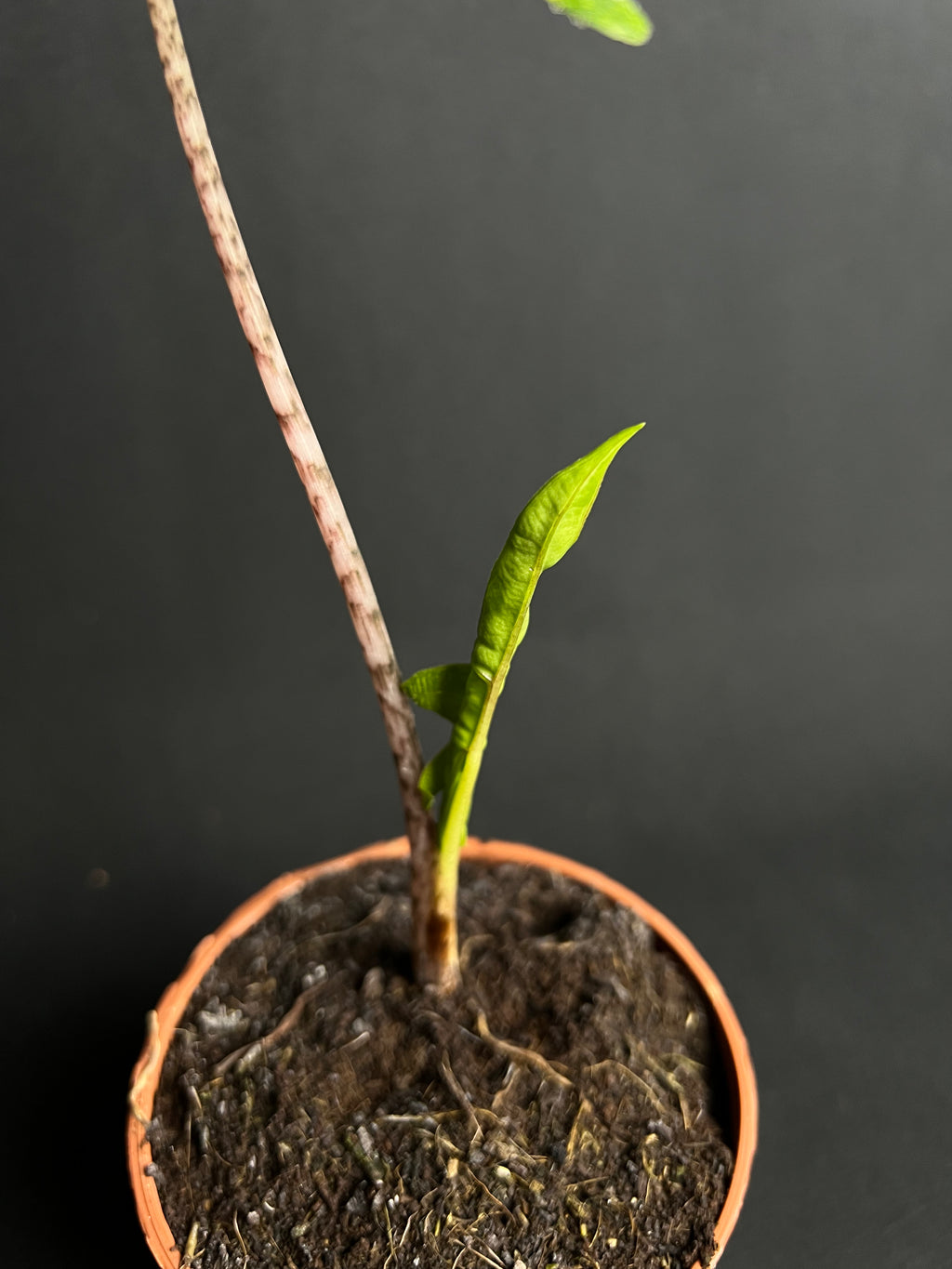 Alocasia Tandurusa 'Jacklyn' Aurea Variegata #2