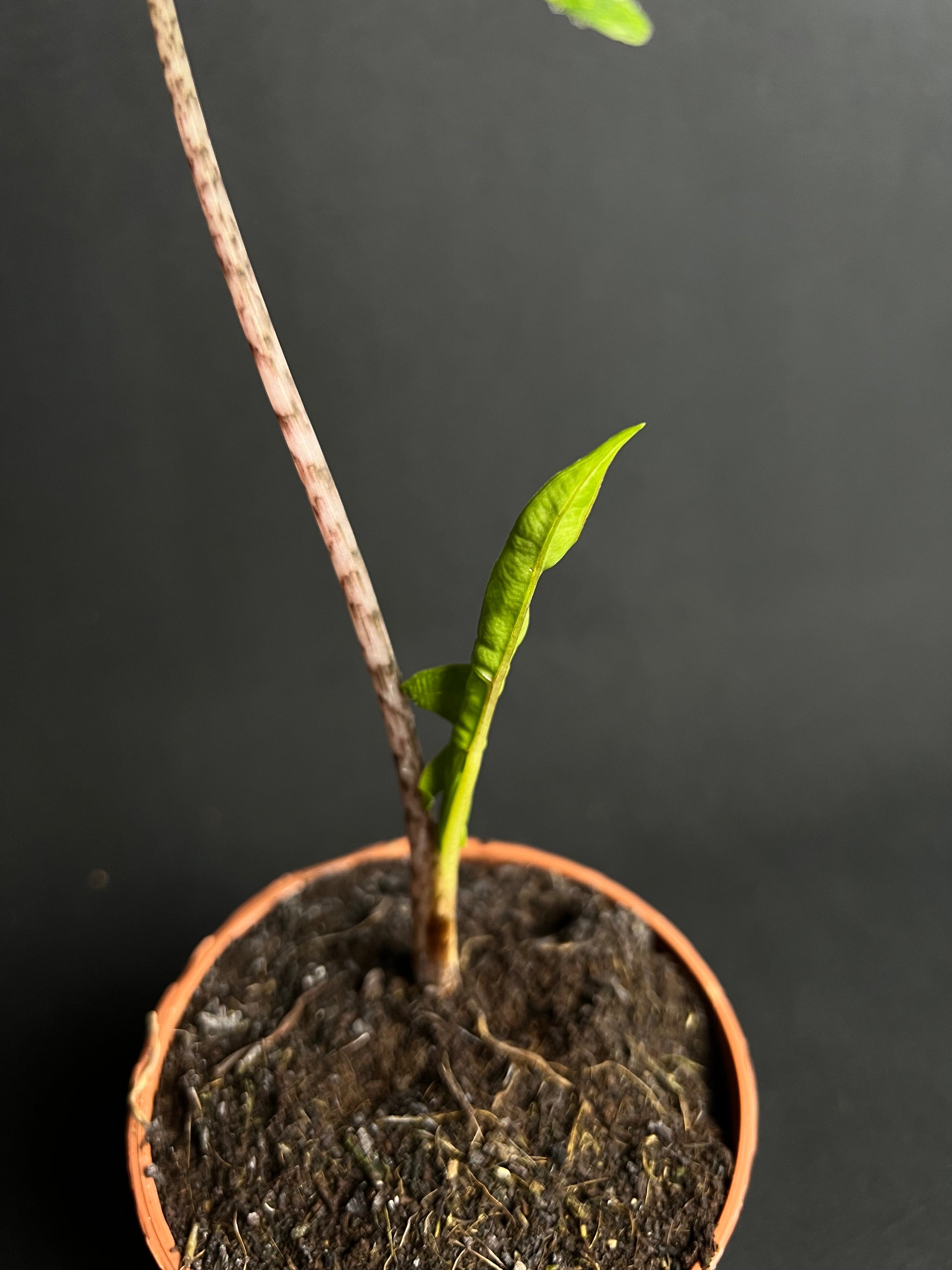 Alocasia Tandurusa 'Jacklyn' Aurea Variegata #2