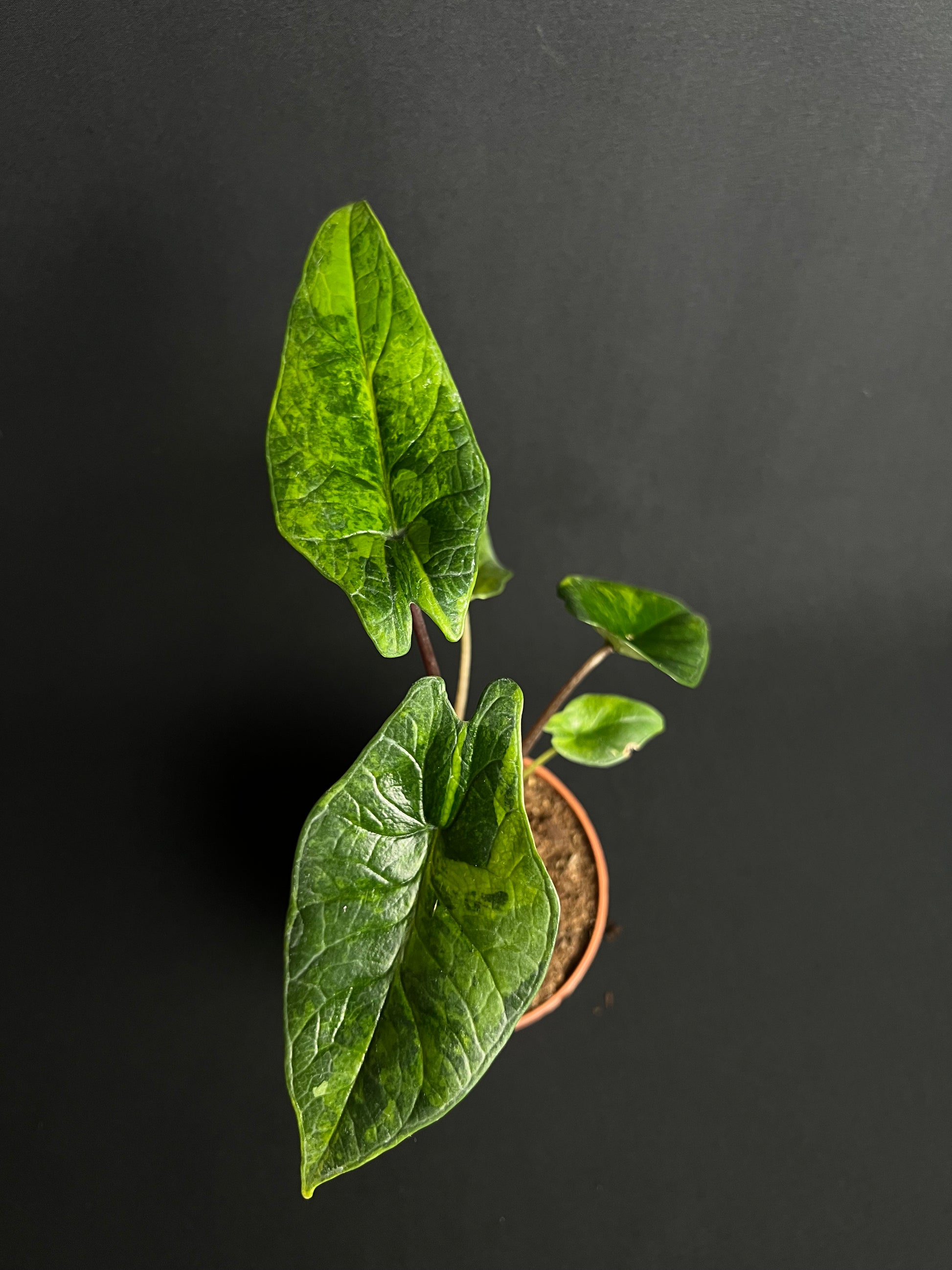 Alocasia Scalprum Aurea Variegata #1