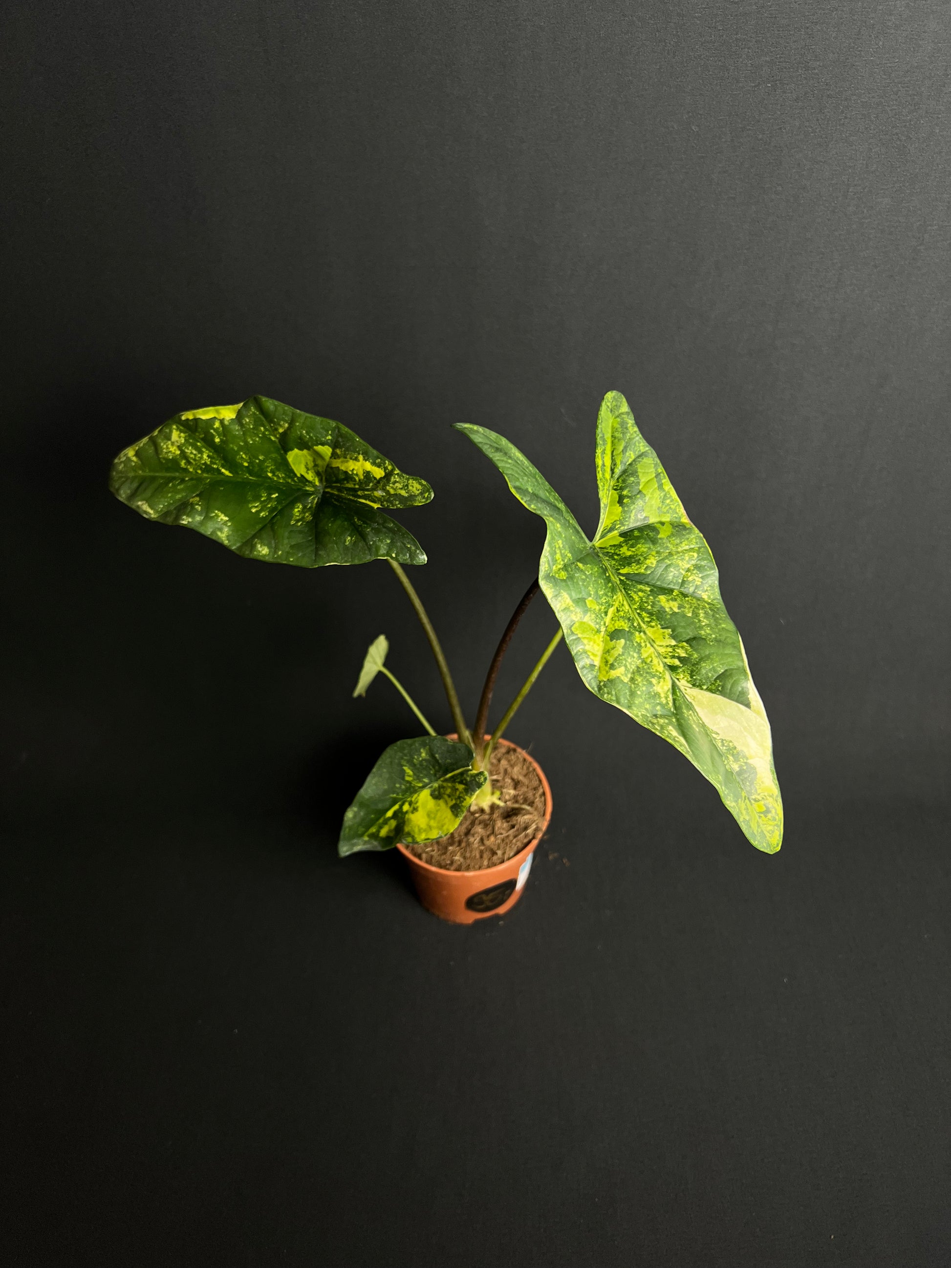 Alocasia Simpo Aurea Variegata #1