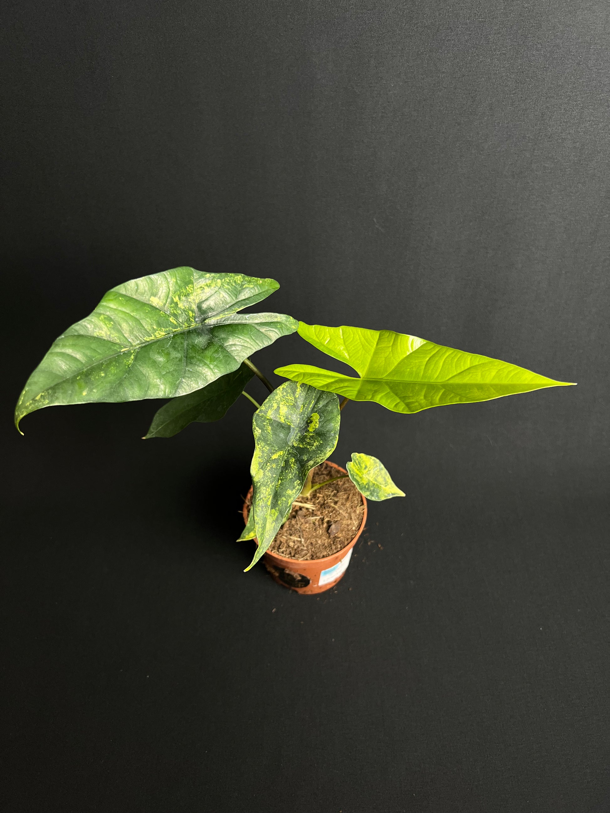 Alocasia Simpo Aurea Variegata #3