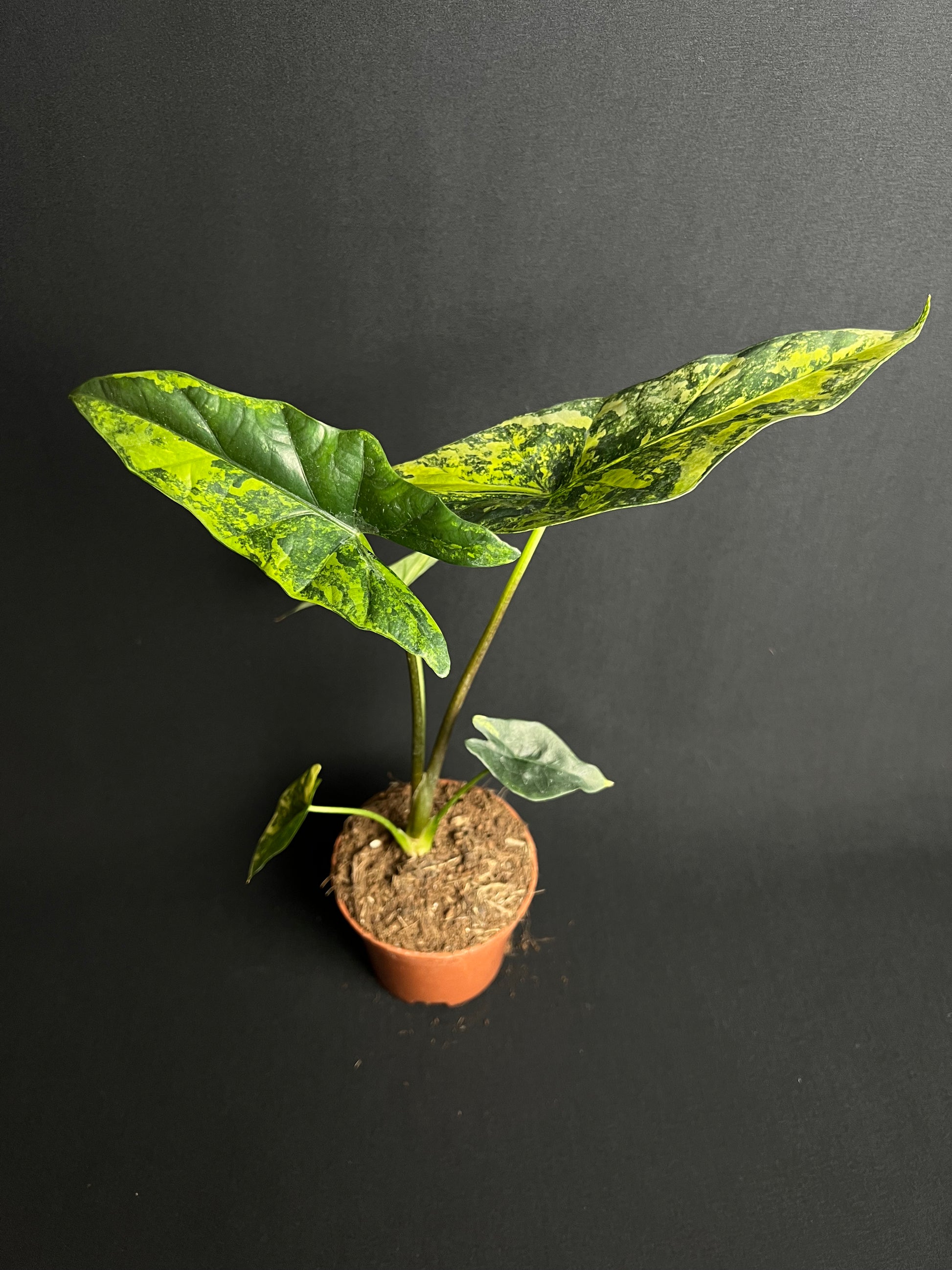 Alocasia Simpo Aurea Variegata #4