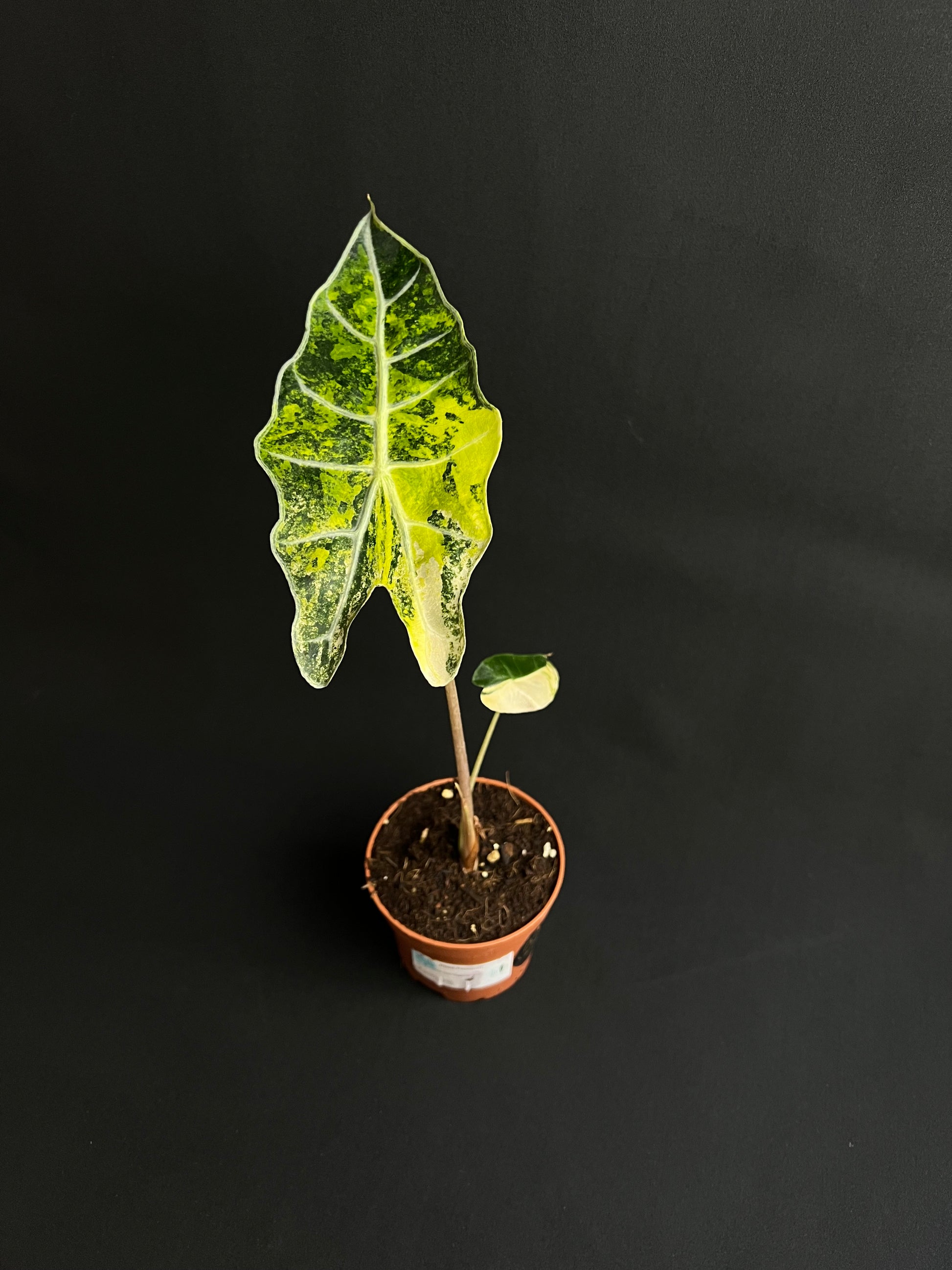 Alocasia Sanderiana Bull Aurea Variegata #1