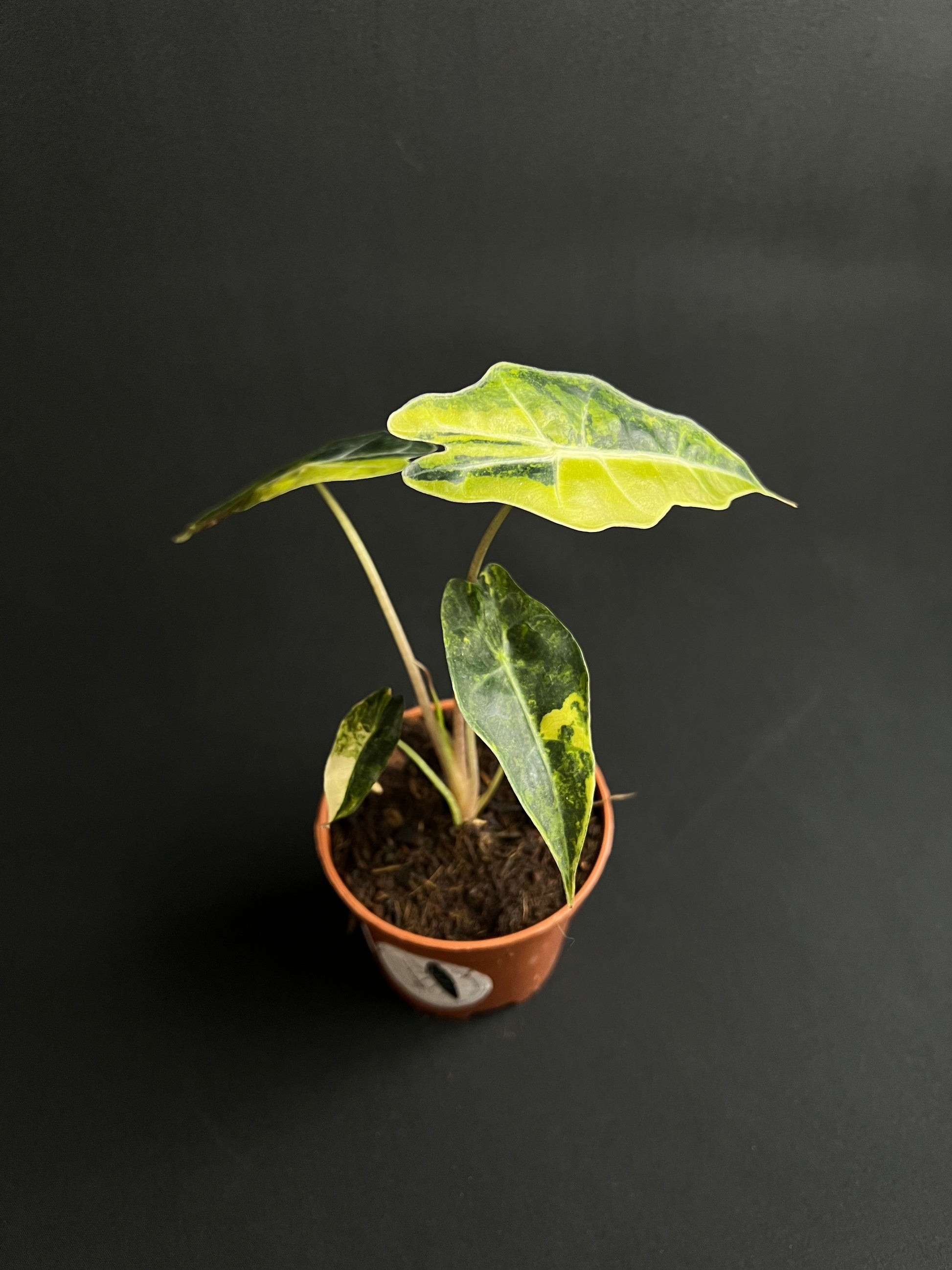 Alocasia Sanderiana Bull Aurea Variegata #2