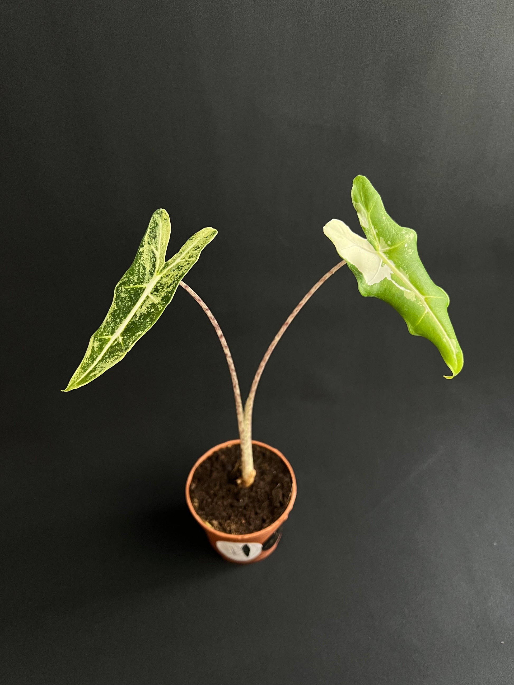 Alocasia Sarian Albo Variegata #1