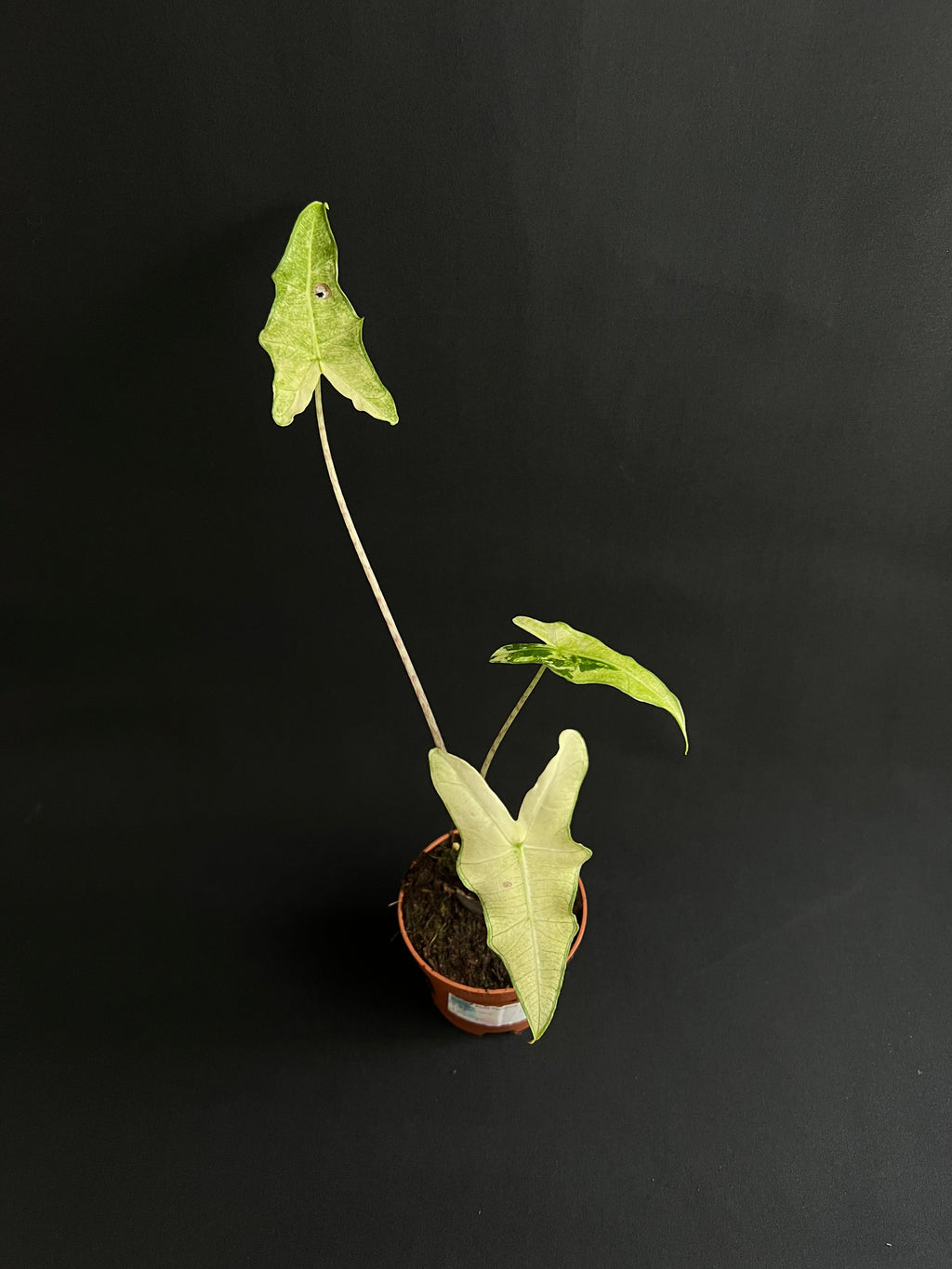 Alocasia Sarian Albo Variegata #2