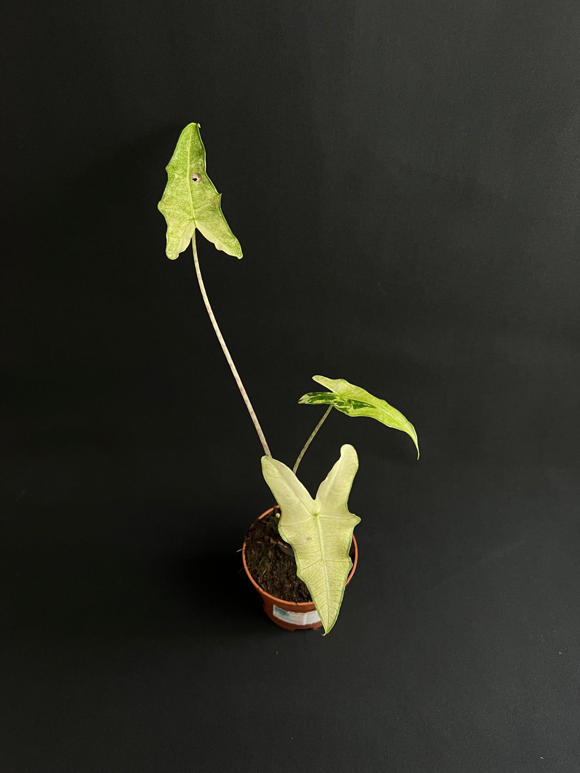 Alocasia Sarian Albo Variegata #2