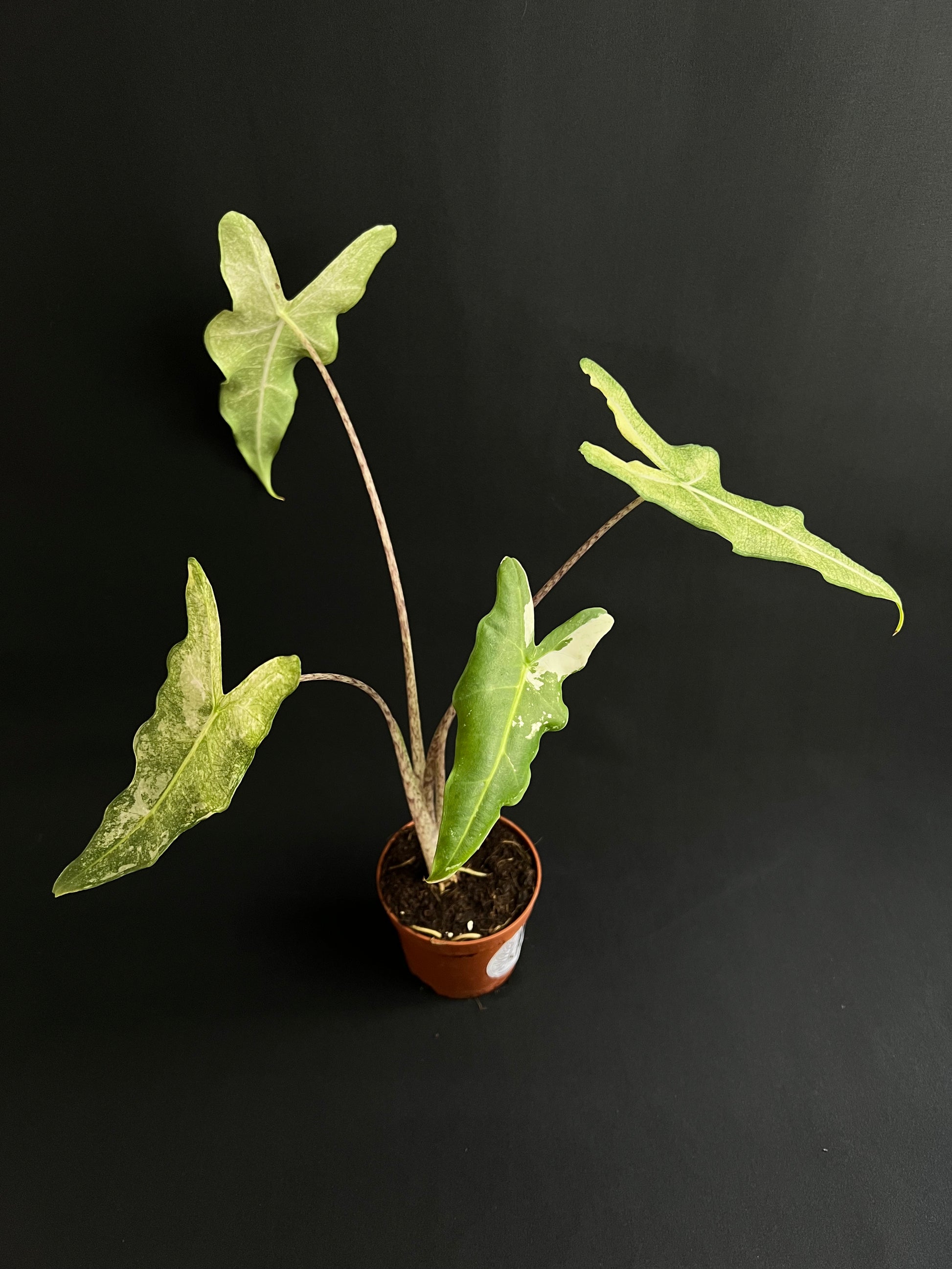 Alocasia Sarian Albo Variegata #3