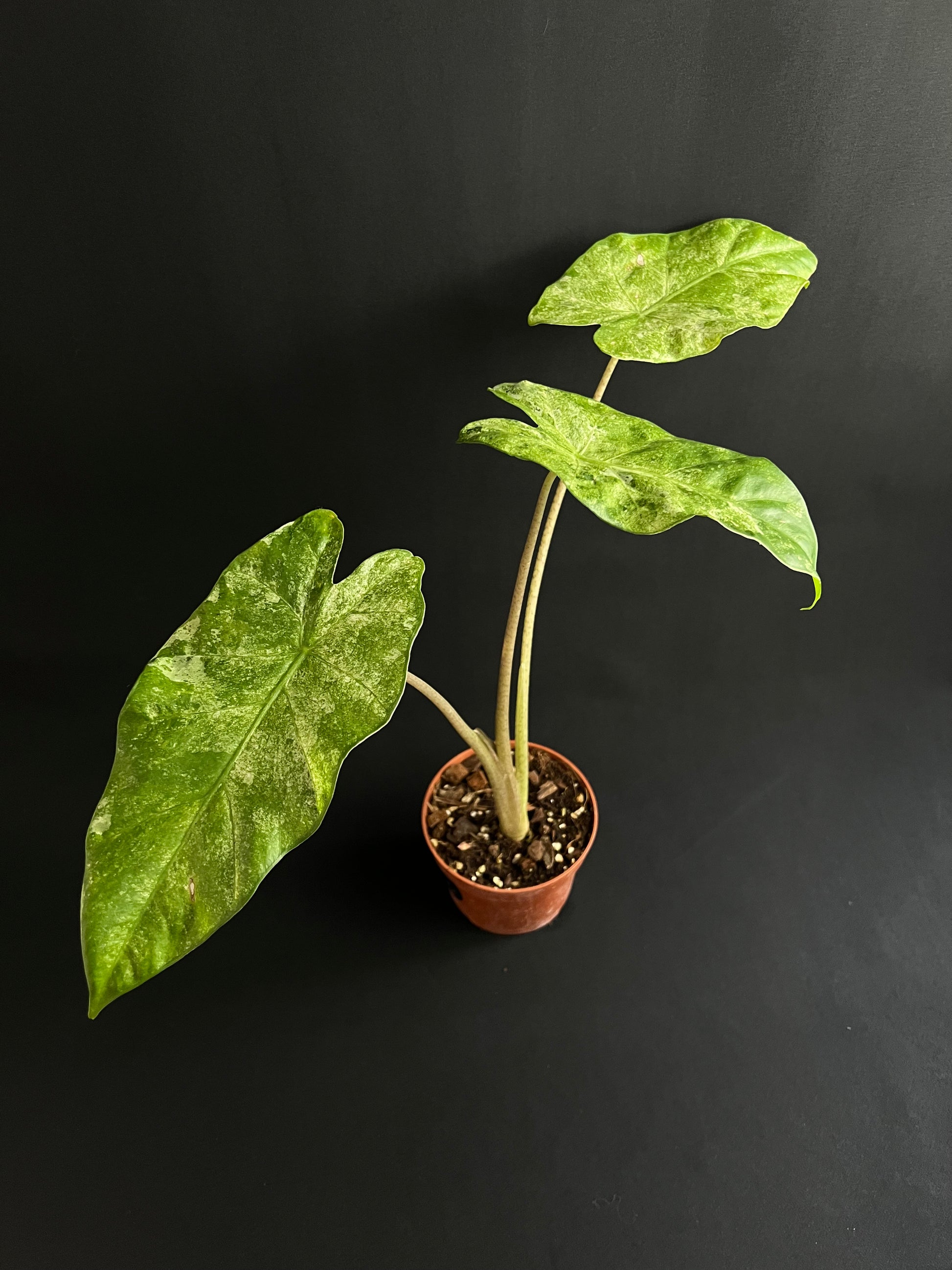Alocasia Odora 'Batik' Variegata #1
