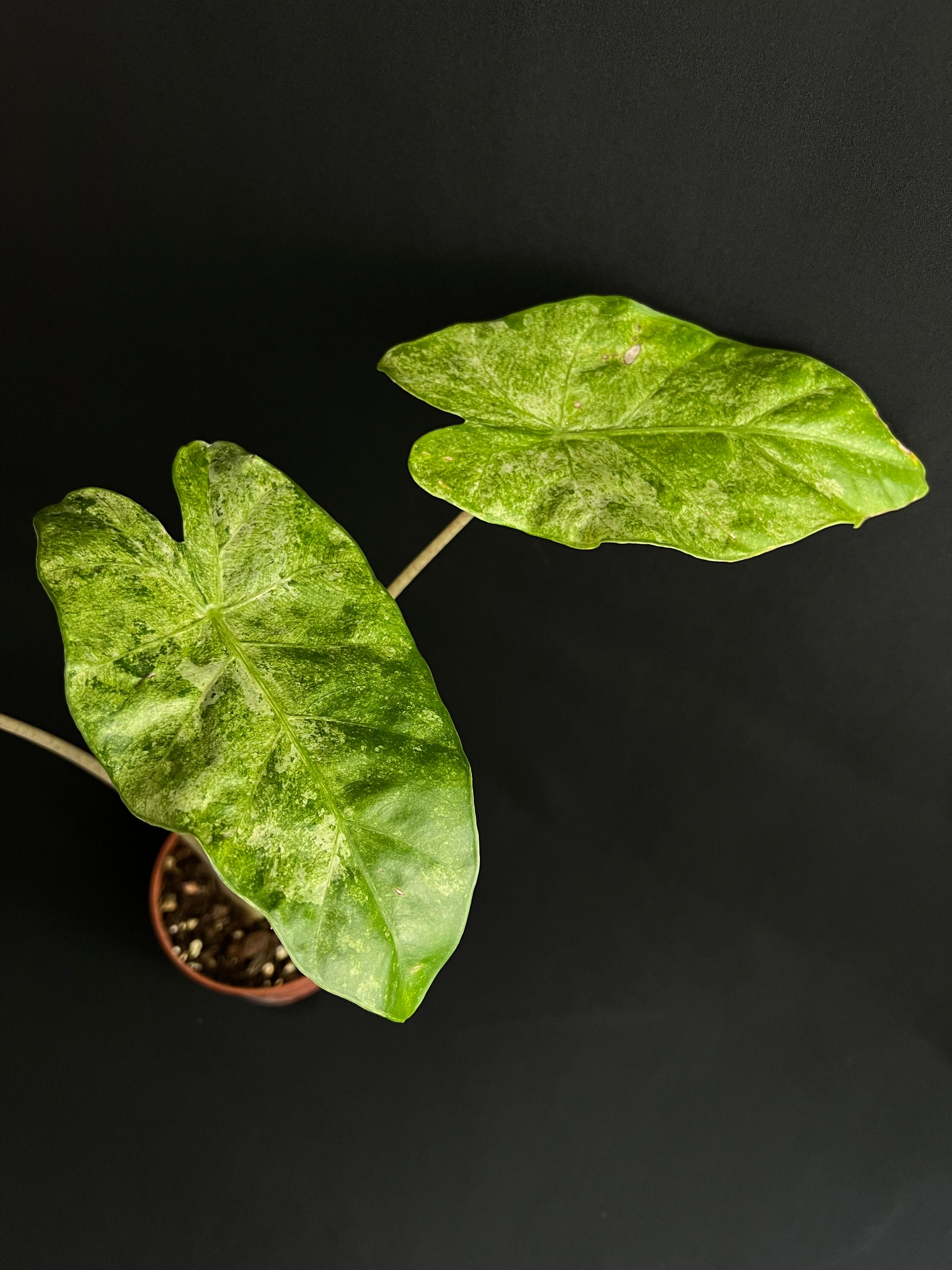 Alocasia Odora 'Batik' Variegata #1