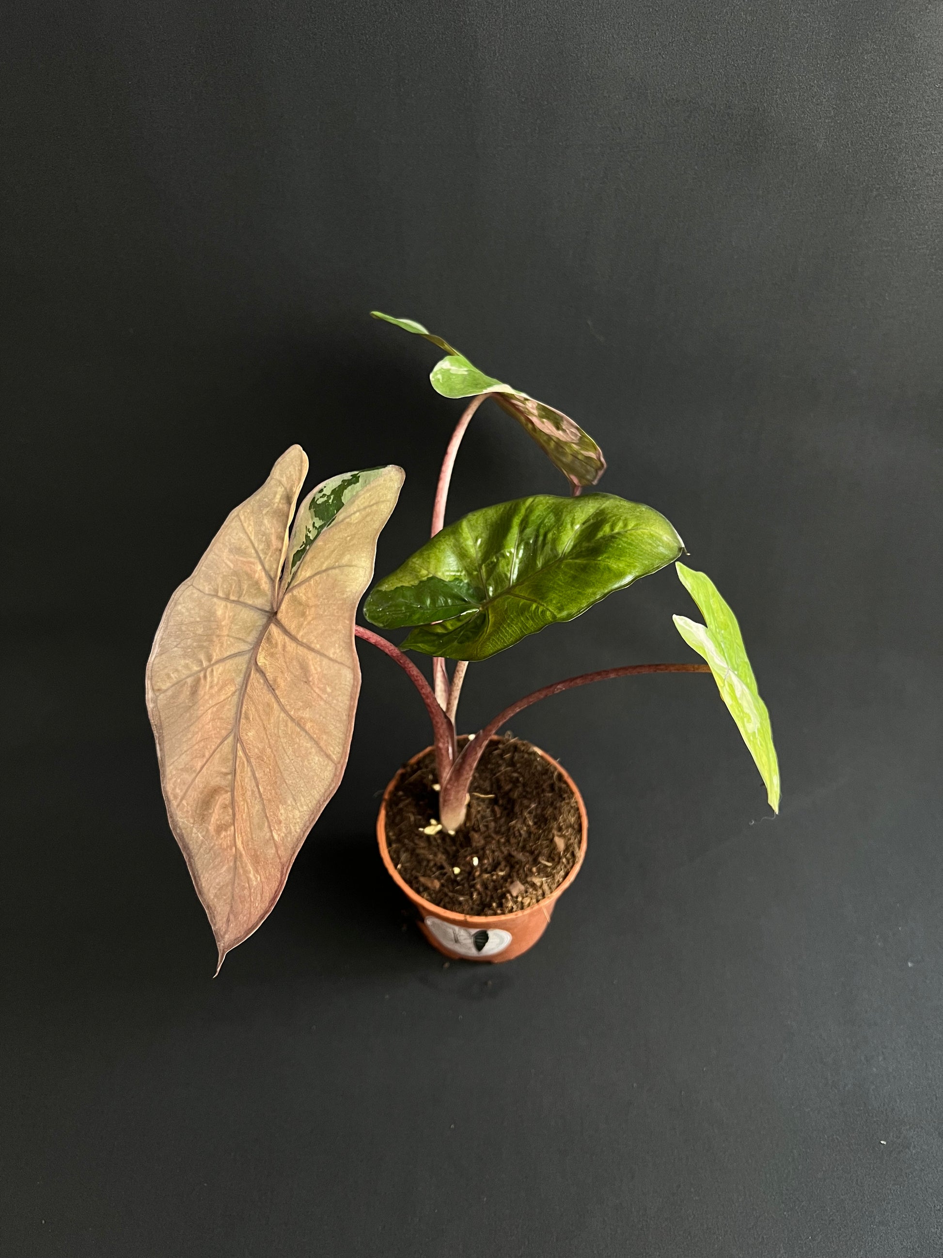 Alocasia Yucatan Princess Albo/Pink Variegata #1