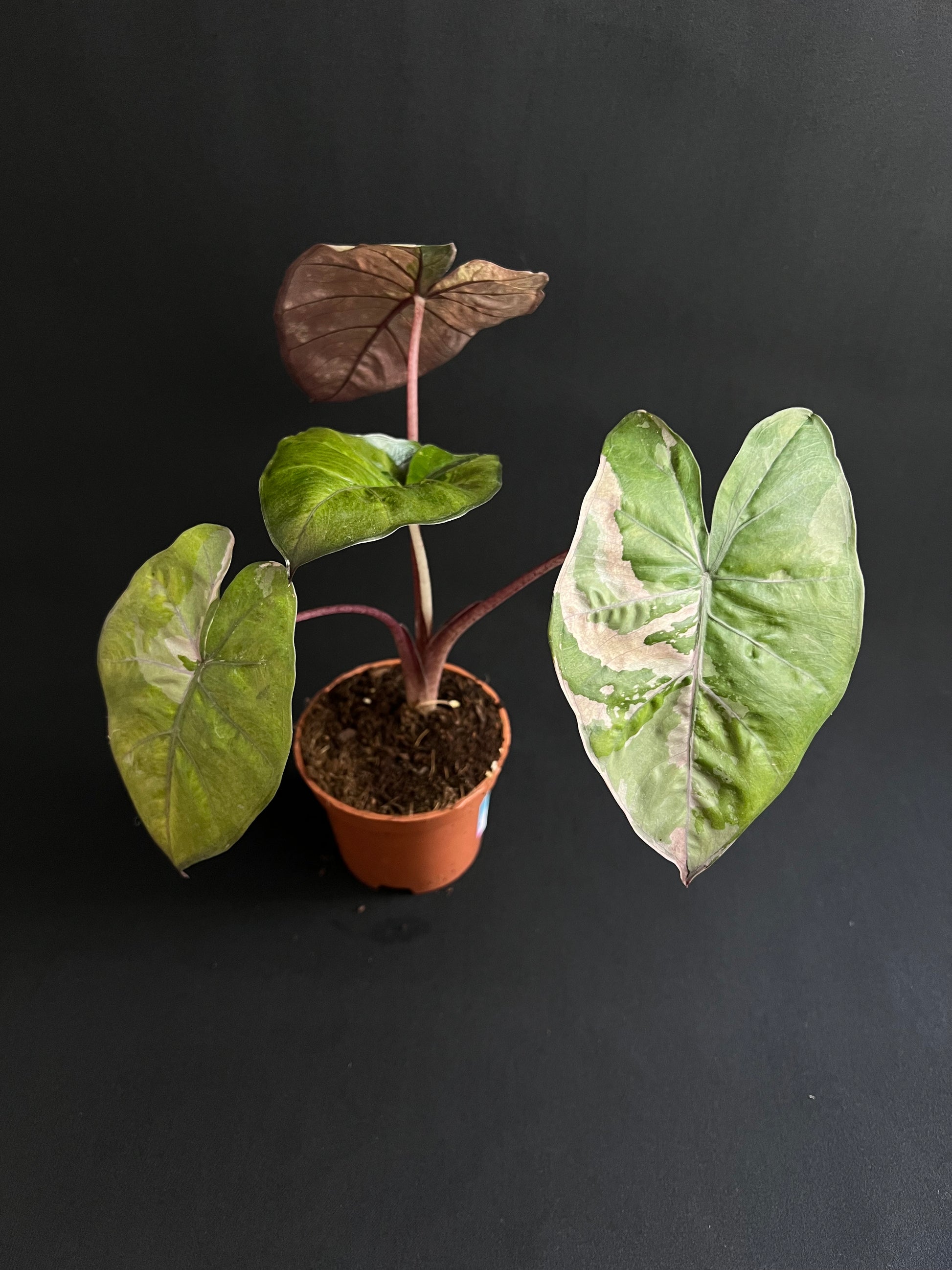 Alocasia Yucatan Princess Albo/Pink Variegata #1