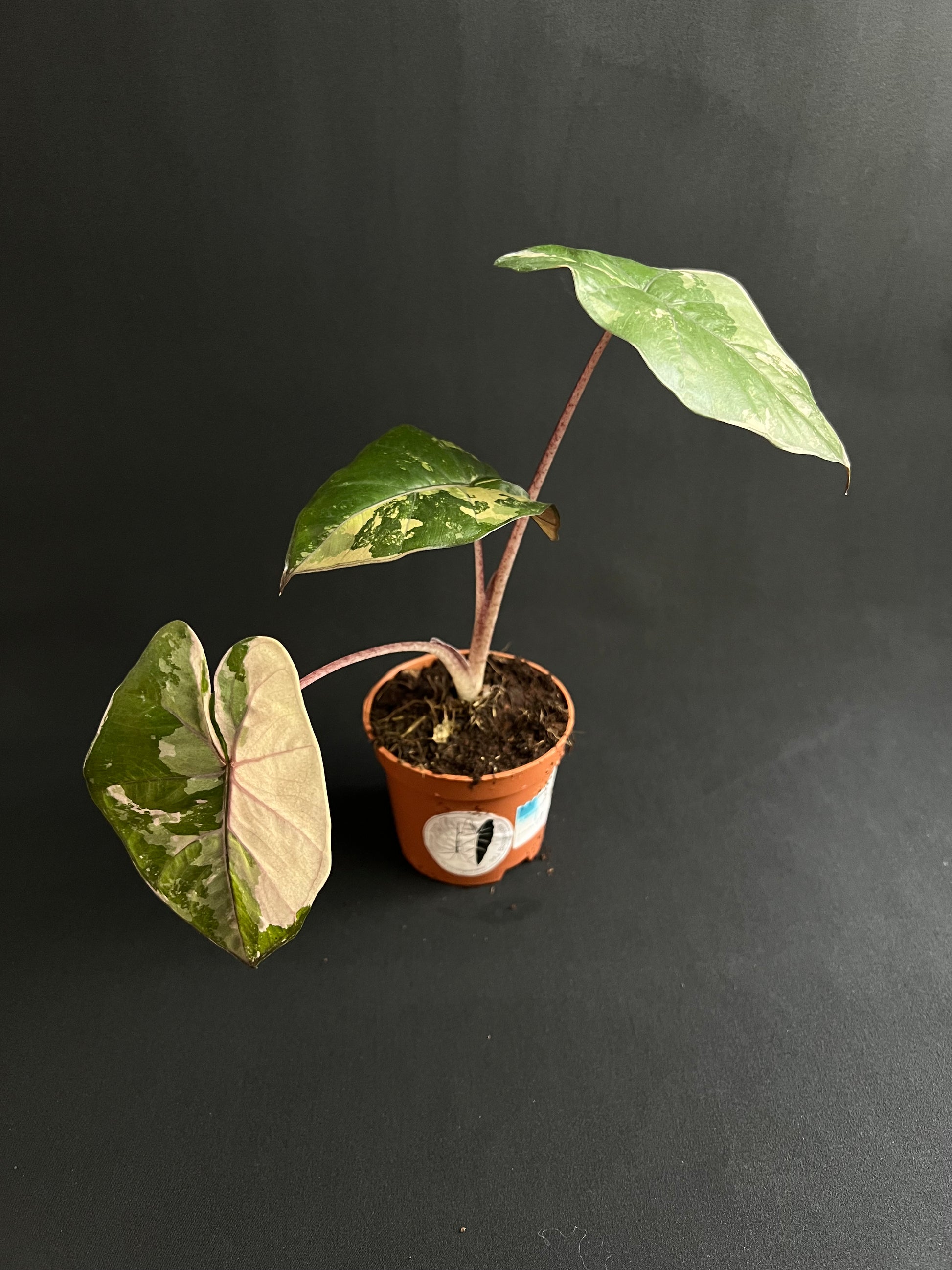 Alocasia Yucatan Princess Albo/Pink Variegata #2