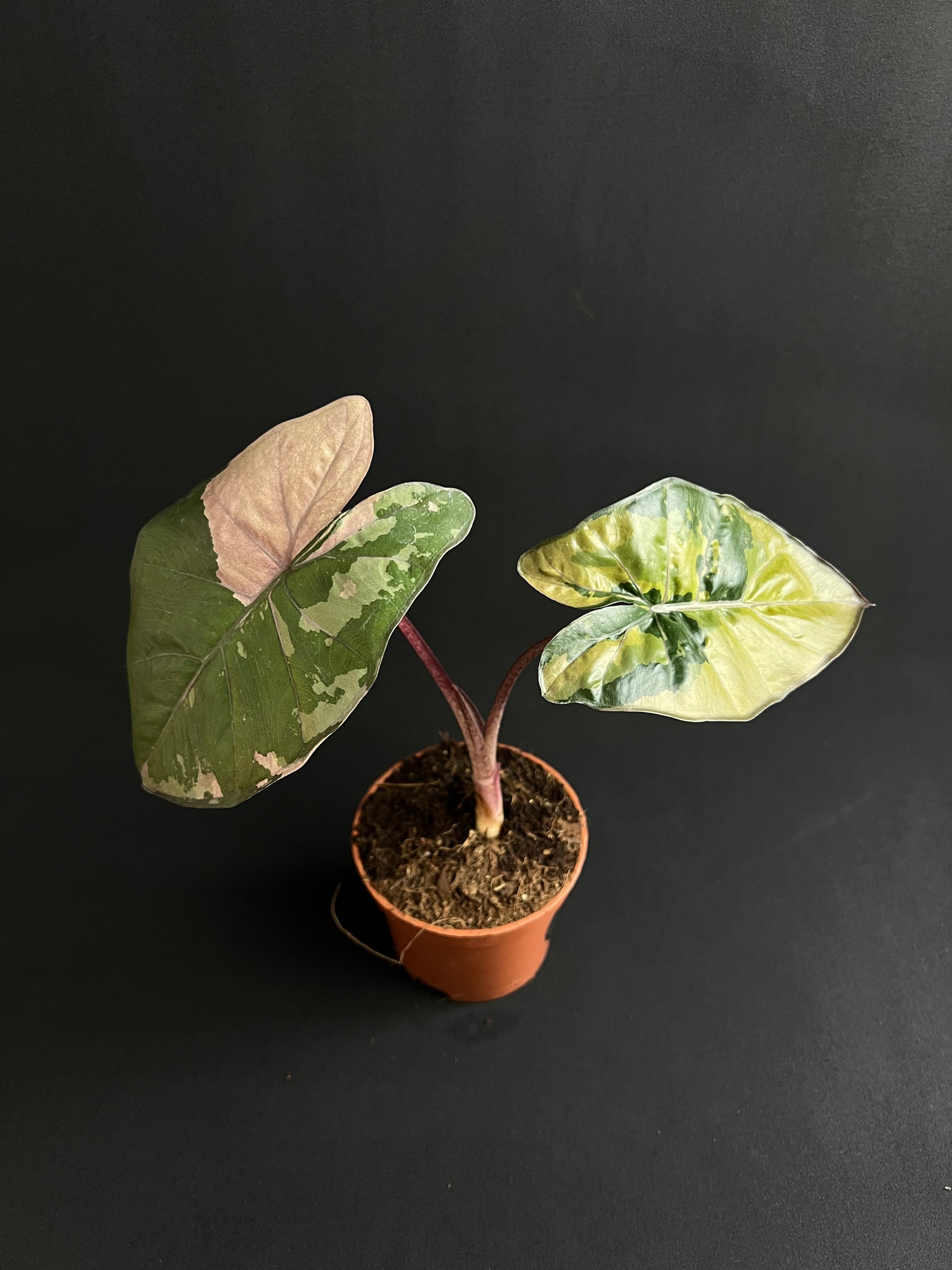 Alocasia Yucatan Princess Albo/Pink Variegata #3