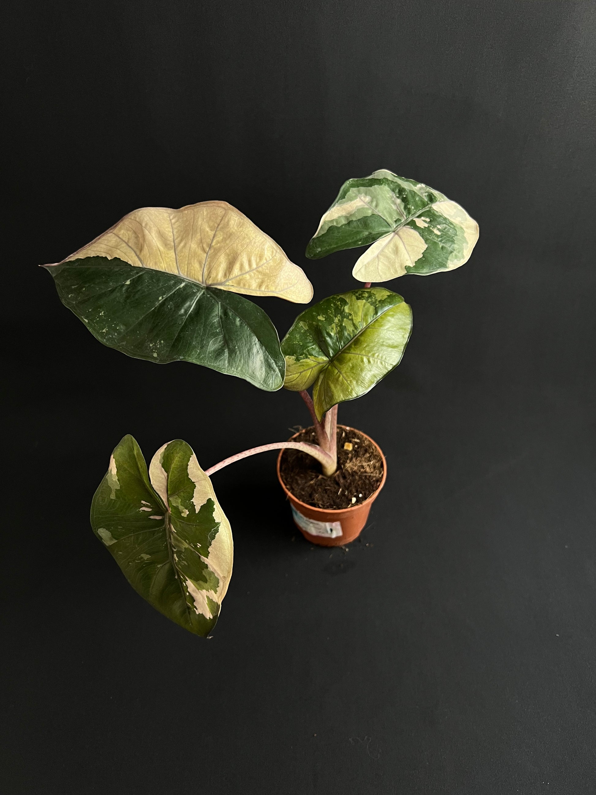 Alocasia Yucatan Princess Albo/Pink Variegata #4