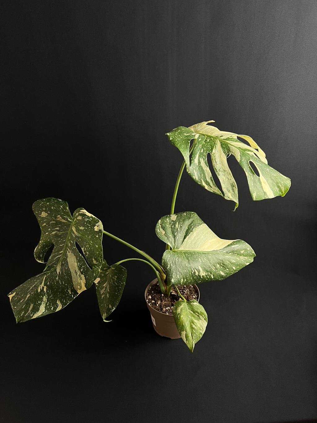 Monstera Thai Constellation