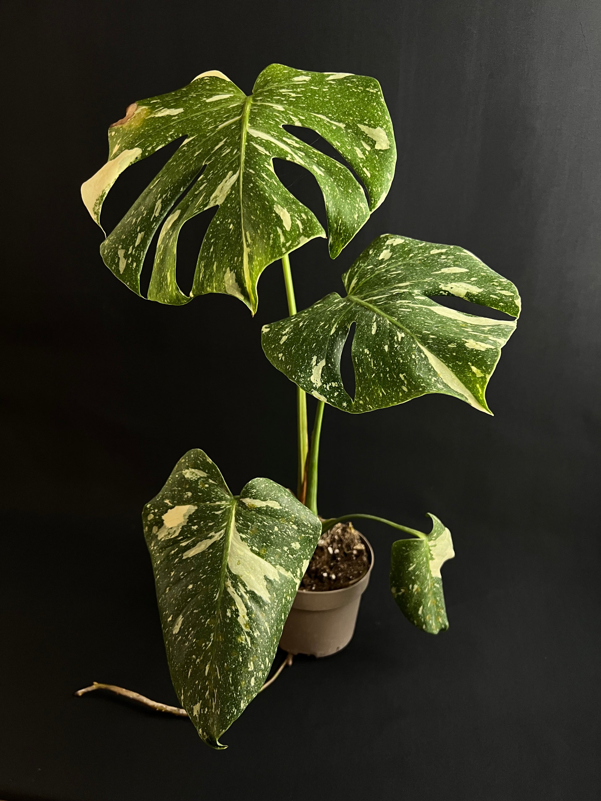 Monstera Thai Constellation