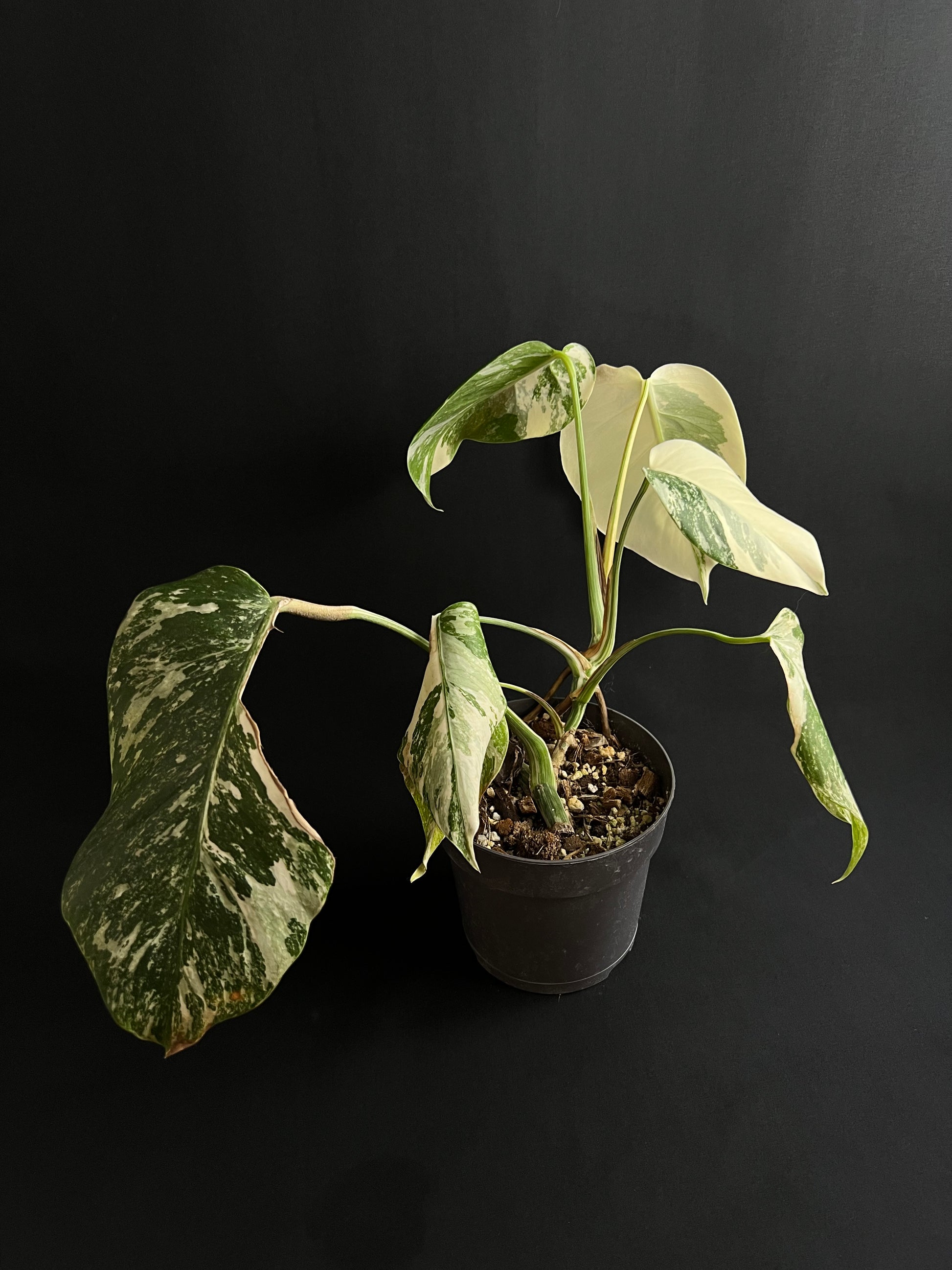 Monstera Deliciosa Albo Variegata