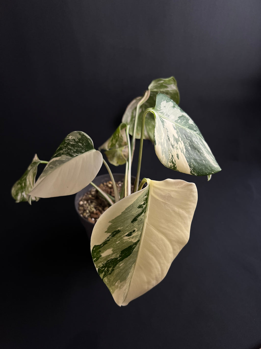 Monstera Deliciosa Albo Variegata