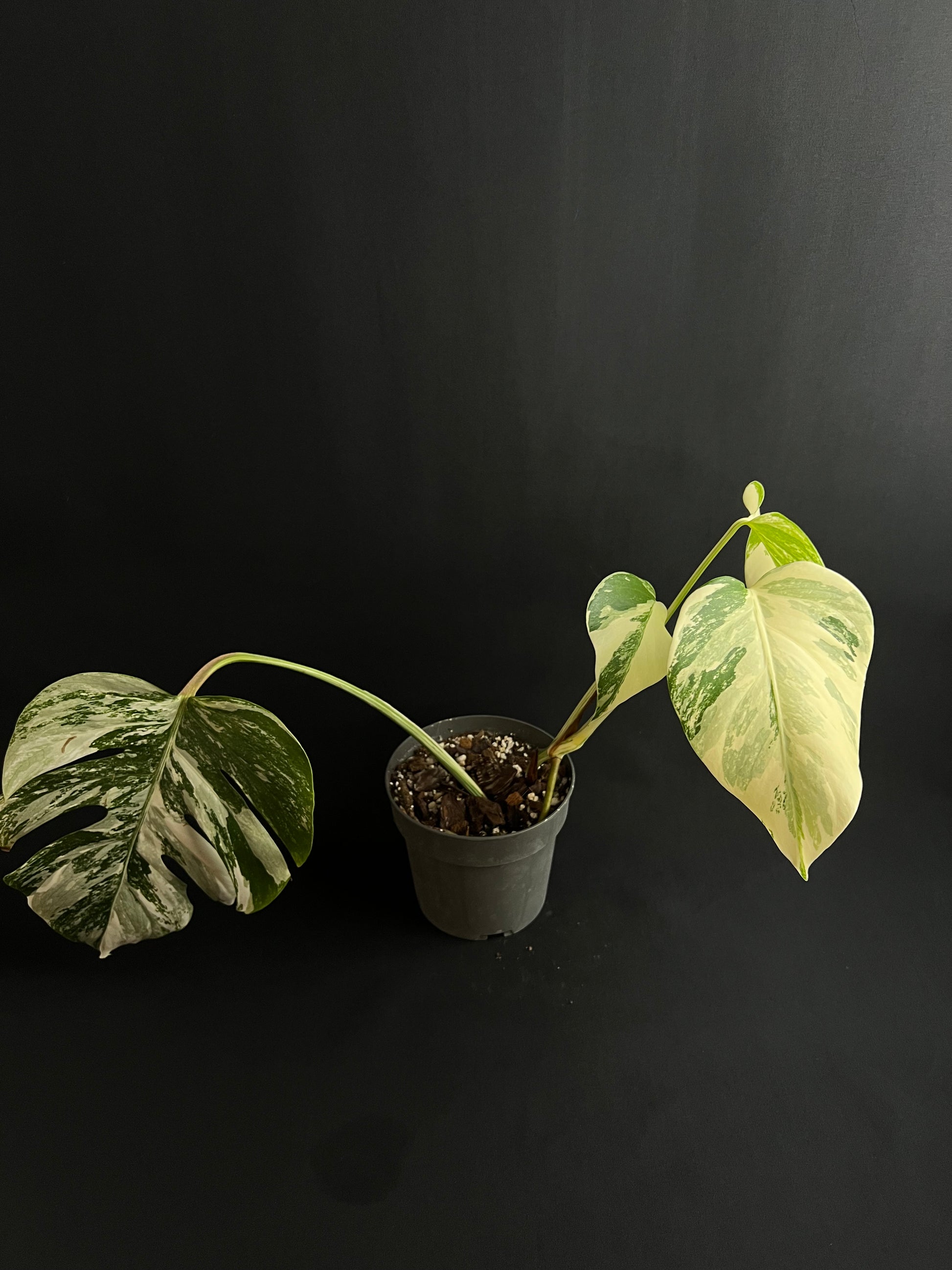 Monstera Deliciosa Albo Variegata