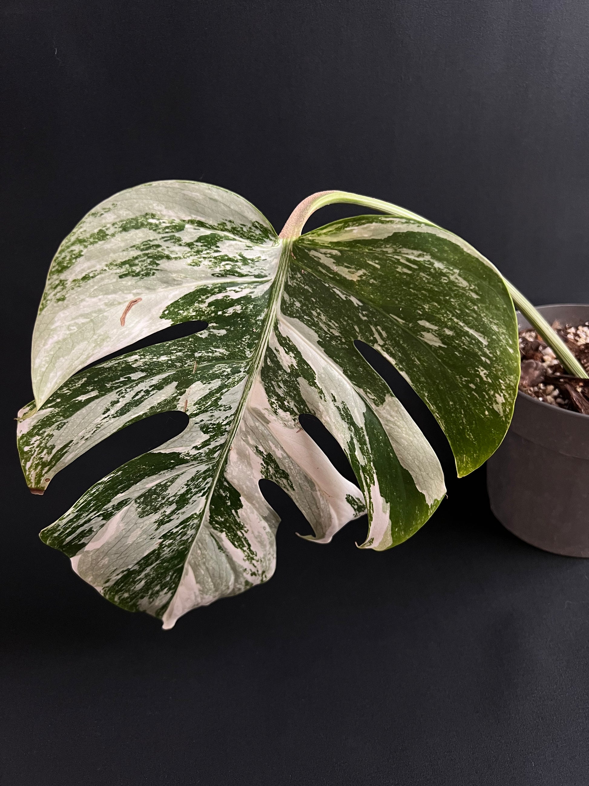 Monstera Deliciosa Albo Variegata