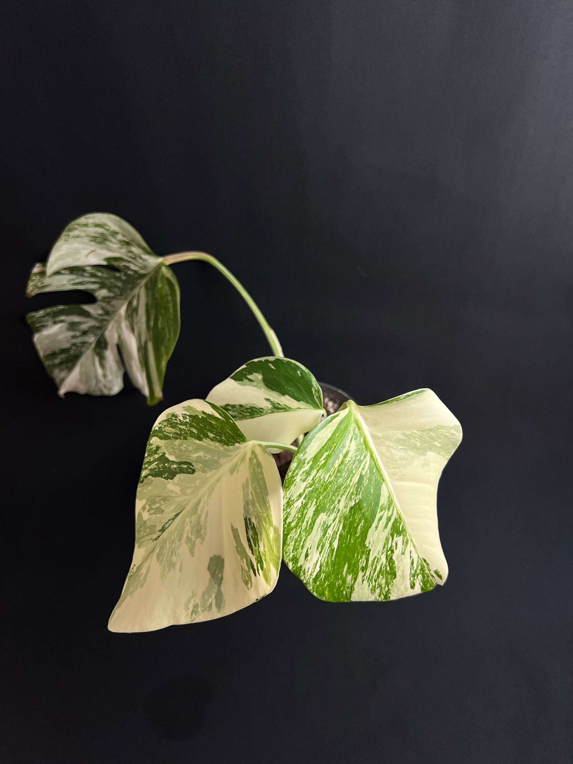Monstera Deliciosa Albo Variegata