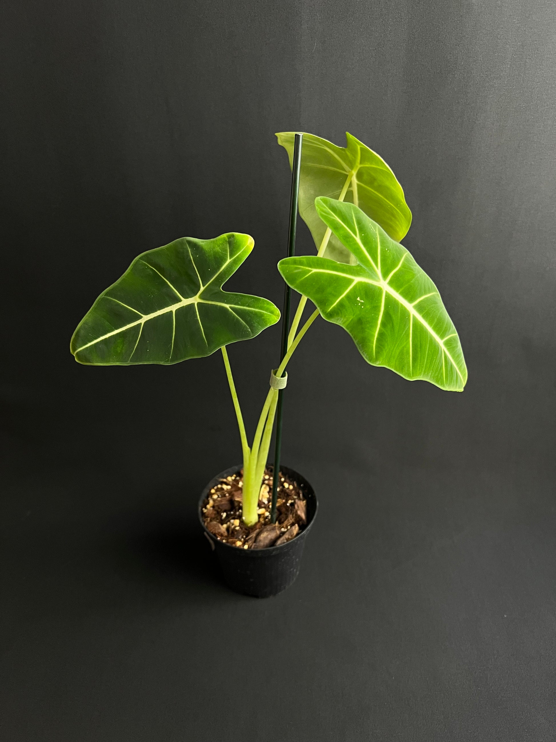 Alocasia Micholitziana 'Green Velvet'